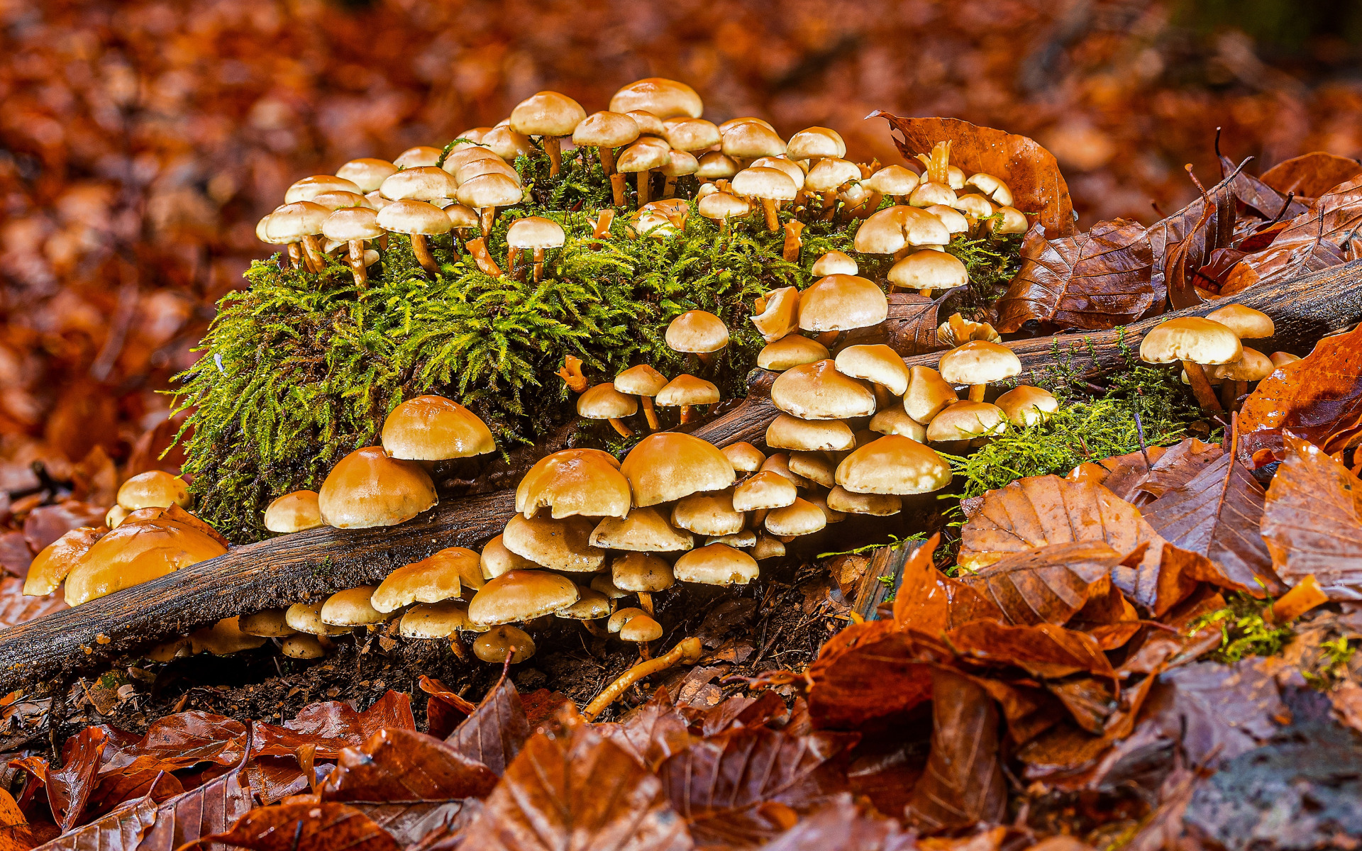 Бесплатные фото грибов Download wallpaper autumn, forest, foliage, mushrooms, moss, log, a lot, family,