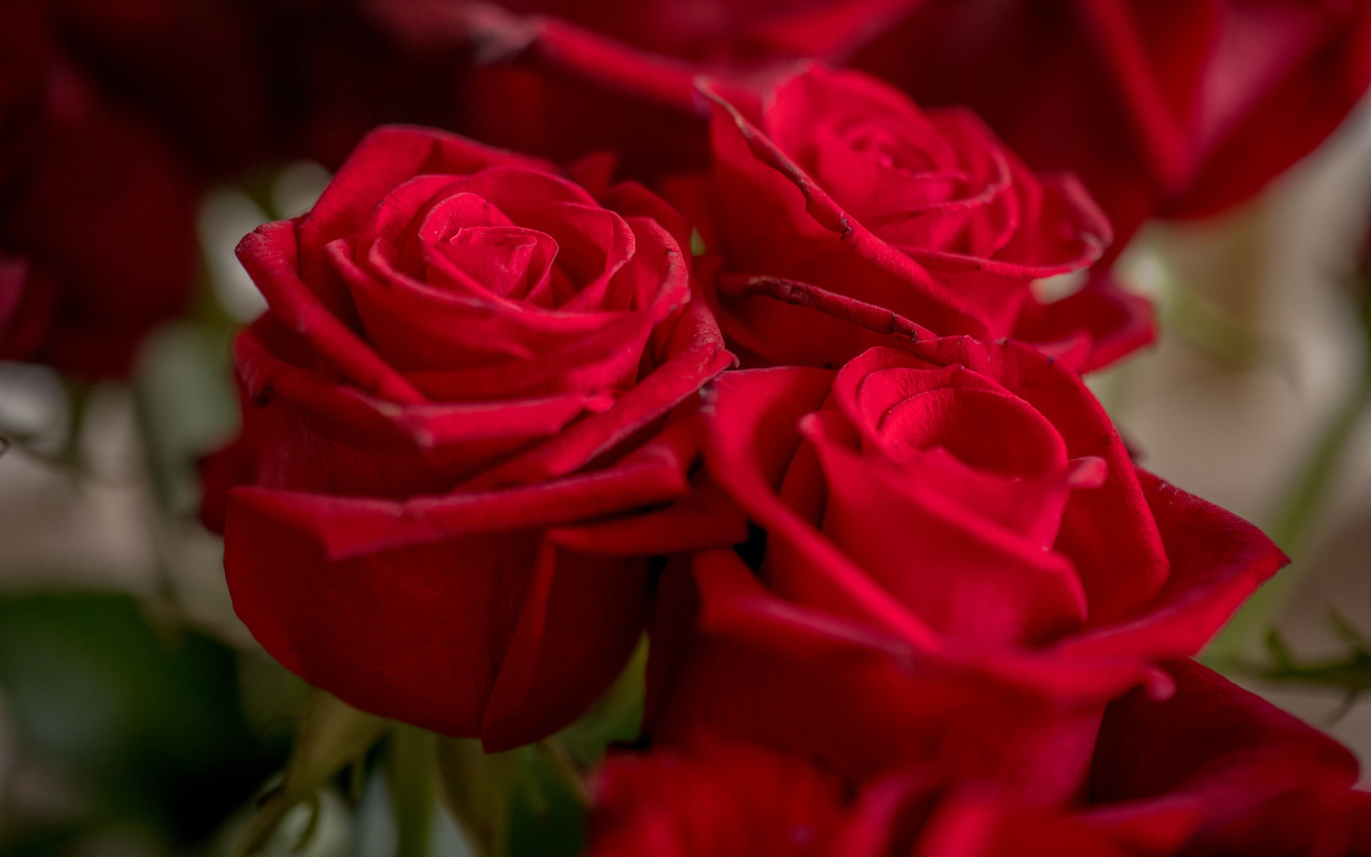 Алые розы мп3. Алые розы / Rose Scarlatte (1940). Красные розы. Букет красных роз. Шикарные красные розы.