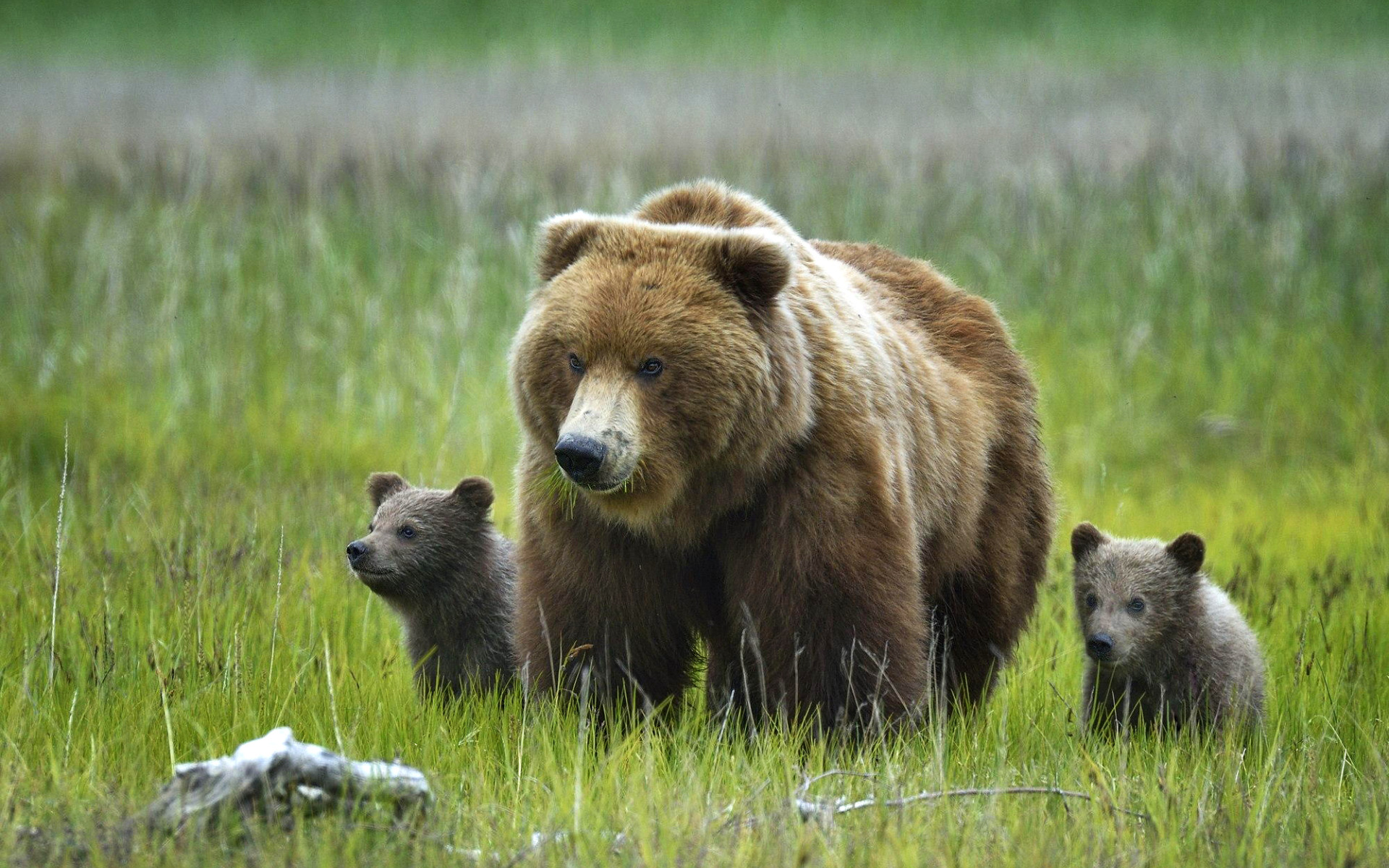 Животные средней сибири. Бурый медведь Алтайского края. Бурый медведь на Урале. Бурый медведь Кемеровской области. Бурый медведь Алтай.