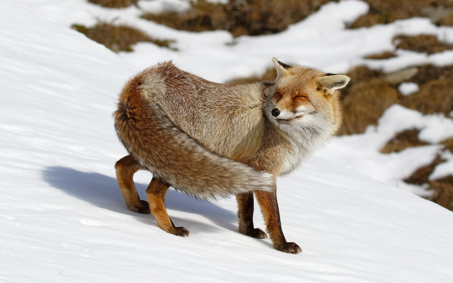 Fluffy fox. Лиса хвост. Хвост лисички. Лиса с пушистым хвостом. Лиса заметает следы хвостом.