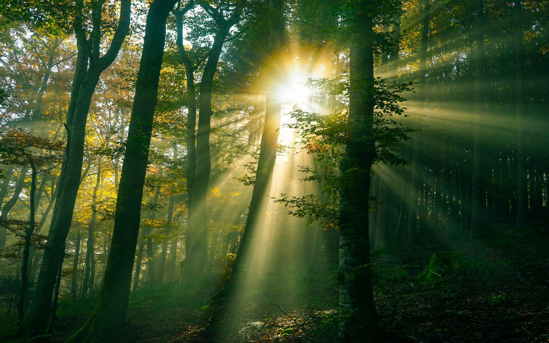 Луч солнца картинки красивые. "Солнце в лесу". Свет солнца. Солнечные лучи в лесу. Лучи солнца в лесу.