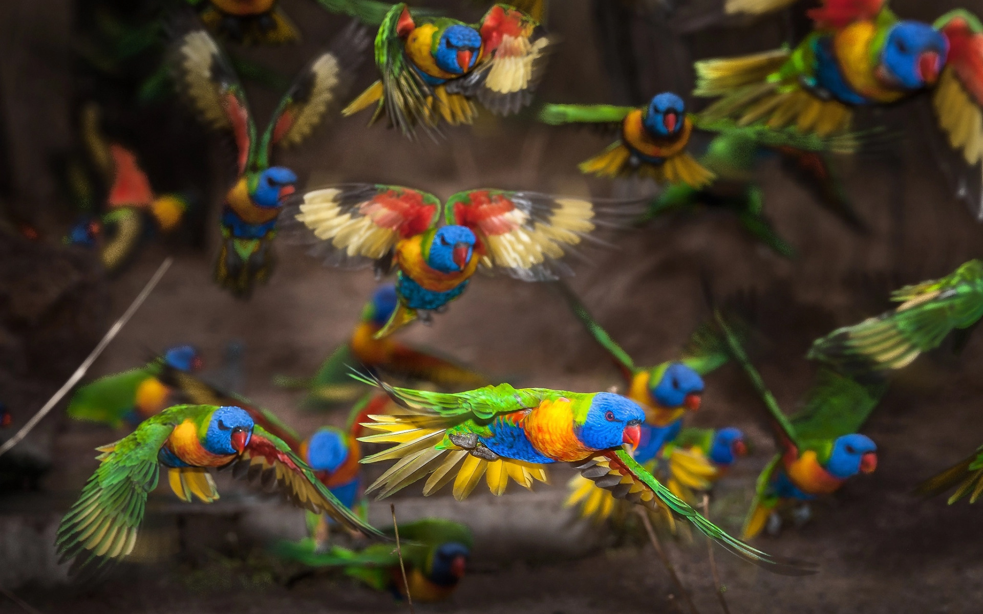 Download wallpaper birds, pack, parrots, flight, the rise, section ...