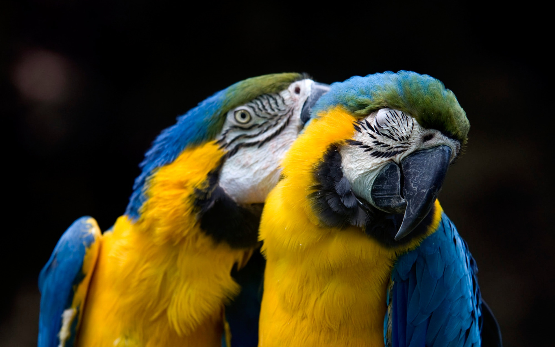 птица на ветке. нарцисс голден беллс. виду две желтые. канарейка чубатка. попугай какарик.