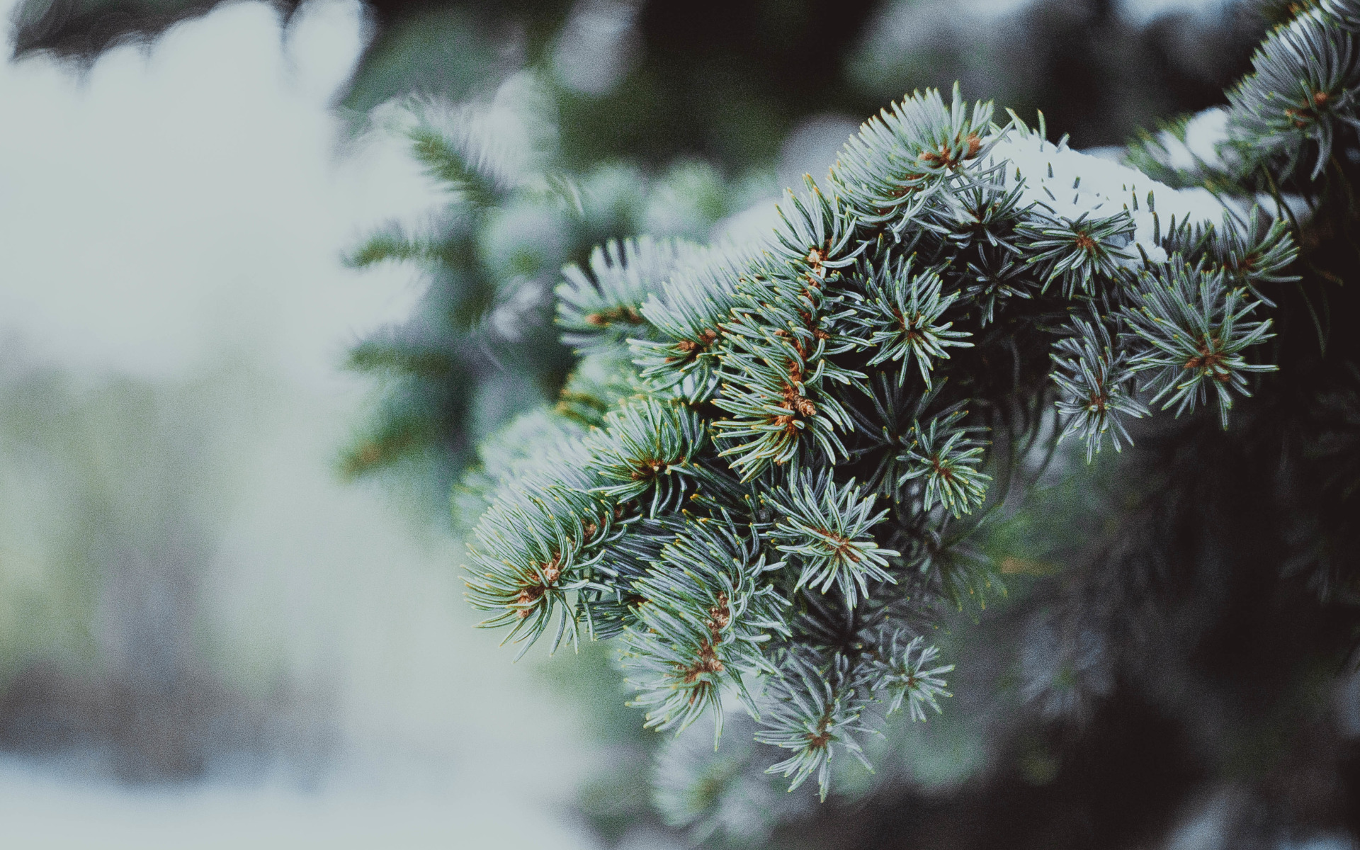 ель голубая хвоинки. голубая ель зима. голубая ель зимой. хвоя ель шренка. ель голубая.