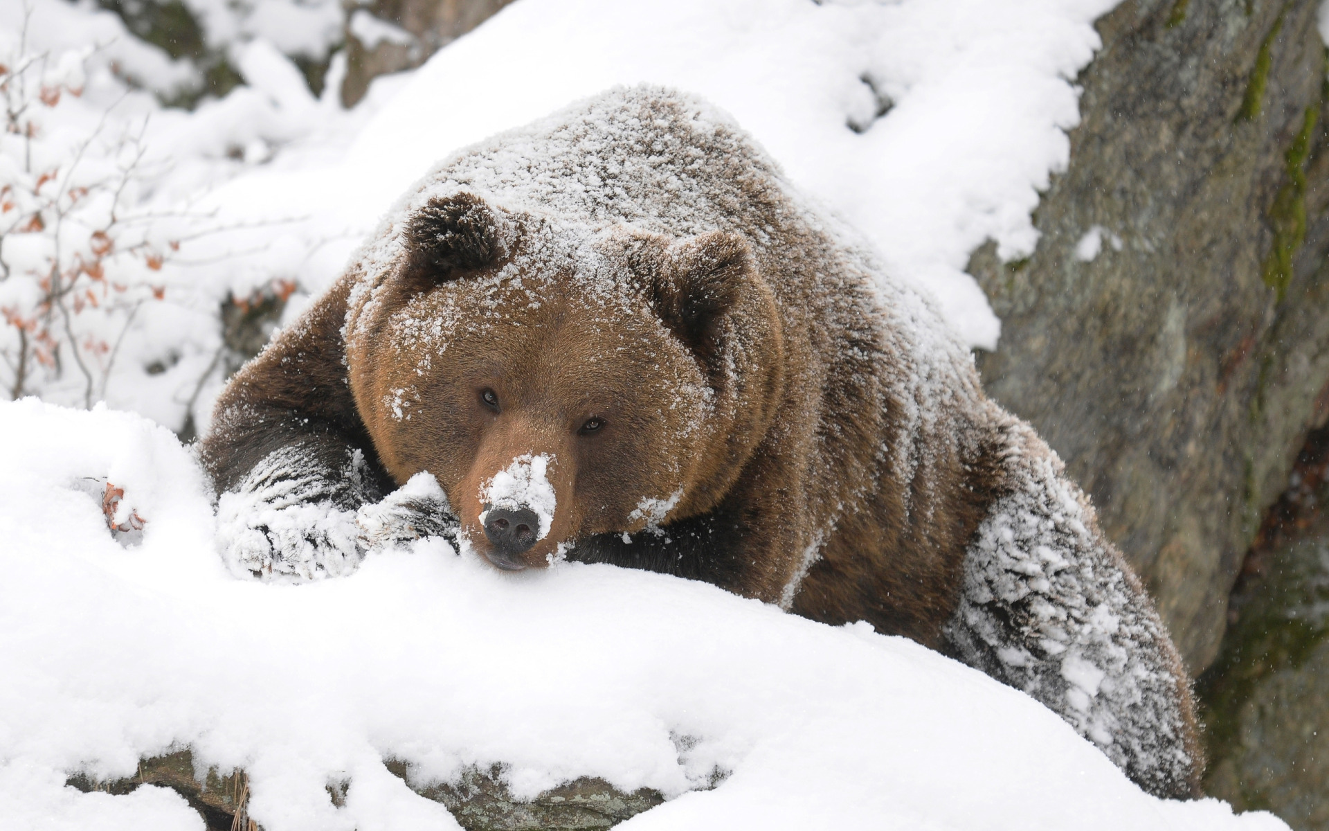 Winter bear dota фото 12