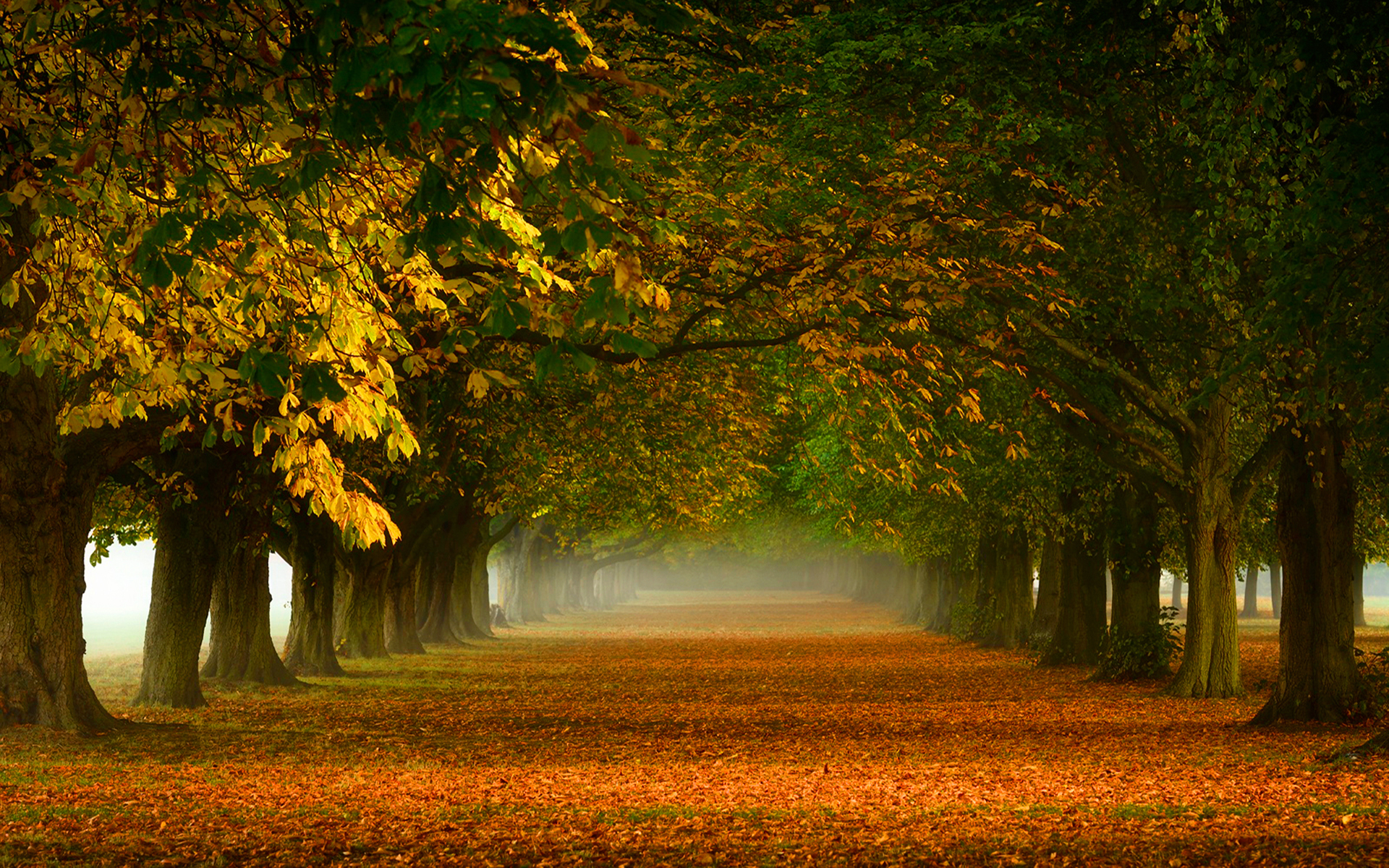 Download Wallpaper Trees, Nature, Fog, Foliage, Orange, Autumn.