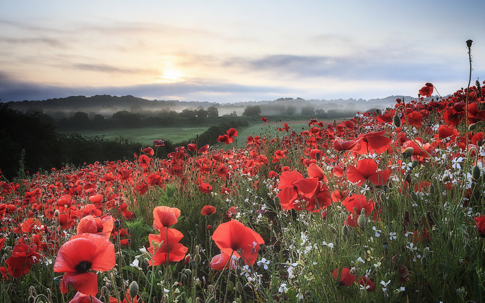 Download wallpaper field, landscape, nature, Maki, morning, section ...