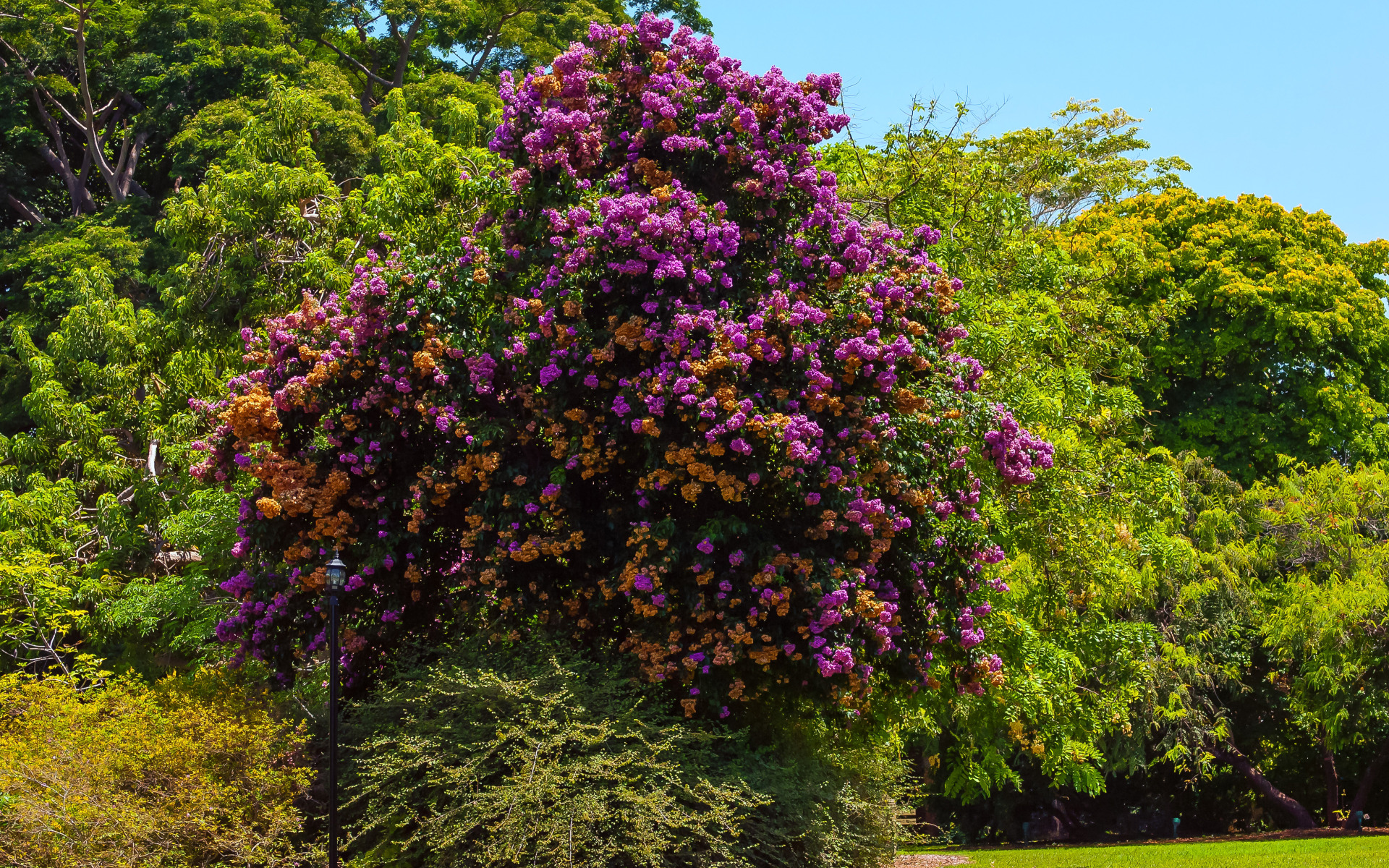 Download wallpaper grass, trees, Park, USA, Sunny, Bougainvillea ...