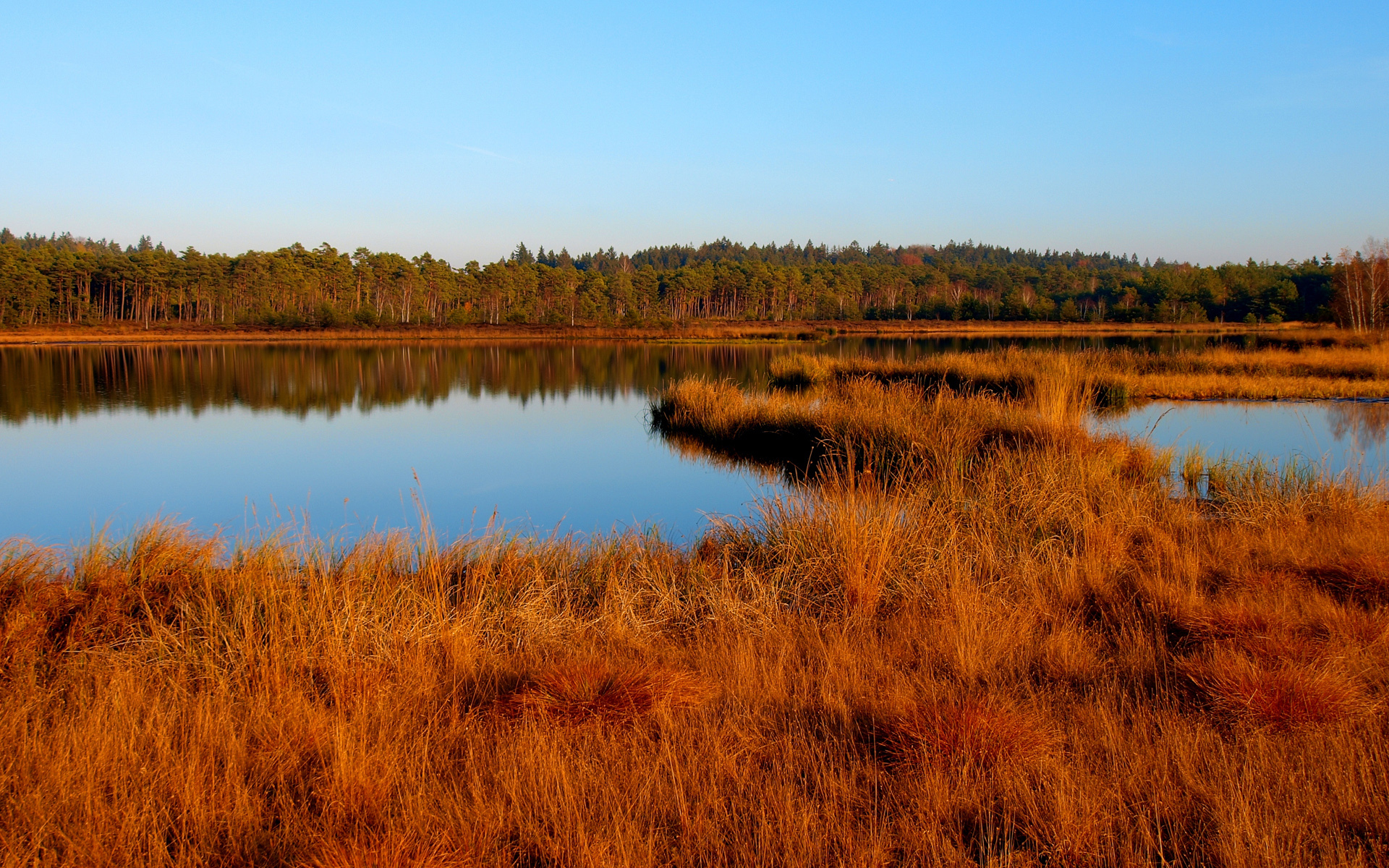 Озеро желтые воды. Желтые озера России. Вянет и желтеет травка на лугах. Оранжевый лес. Лес и озеро и сухая трава.