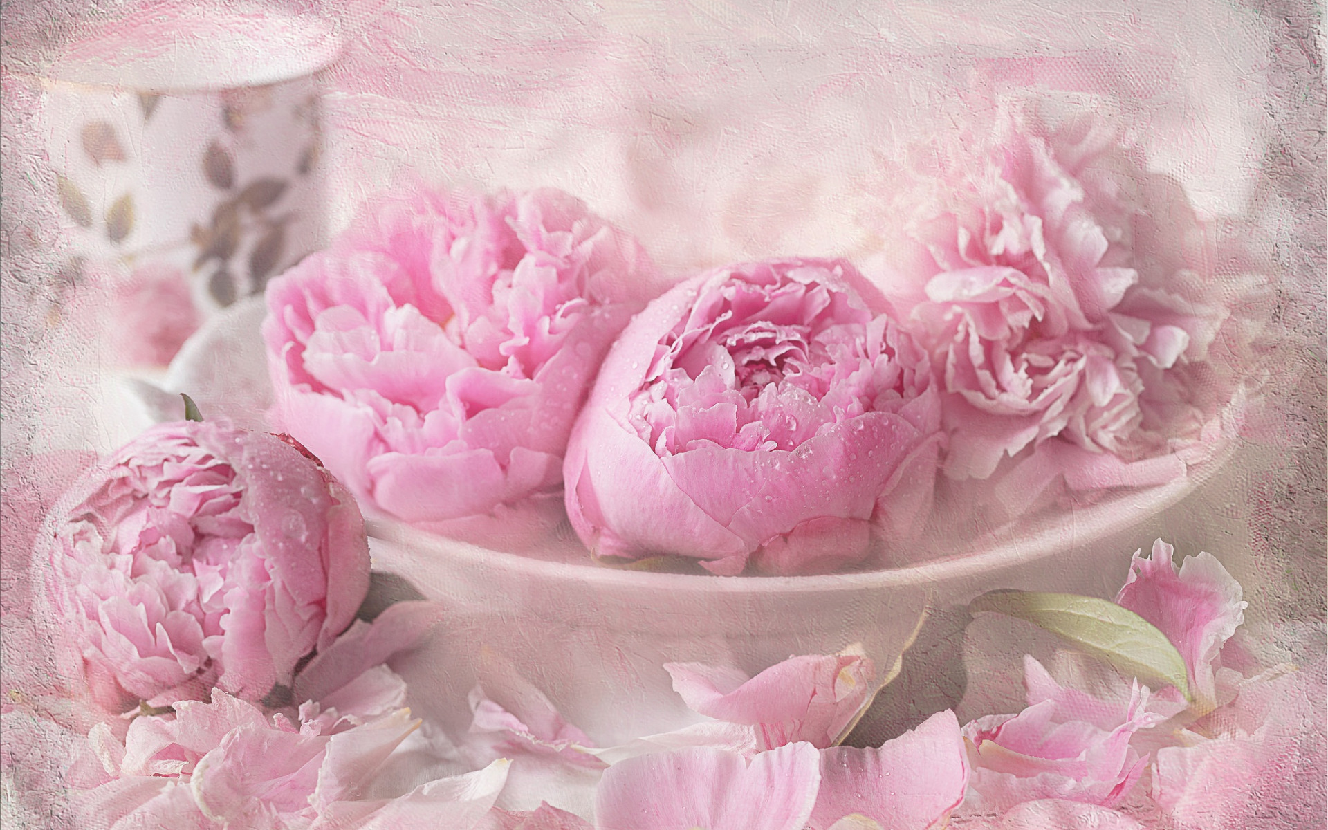 Роза Peony Pink