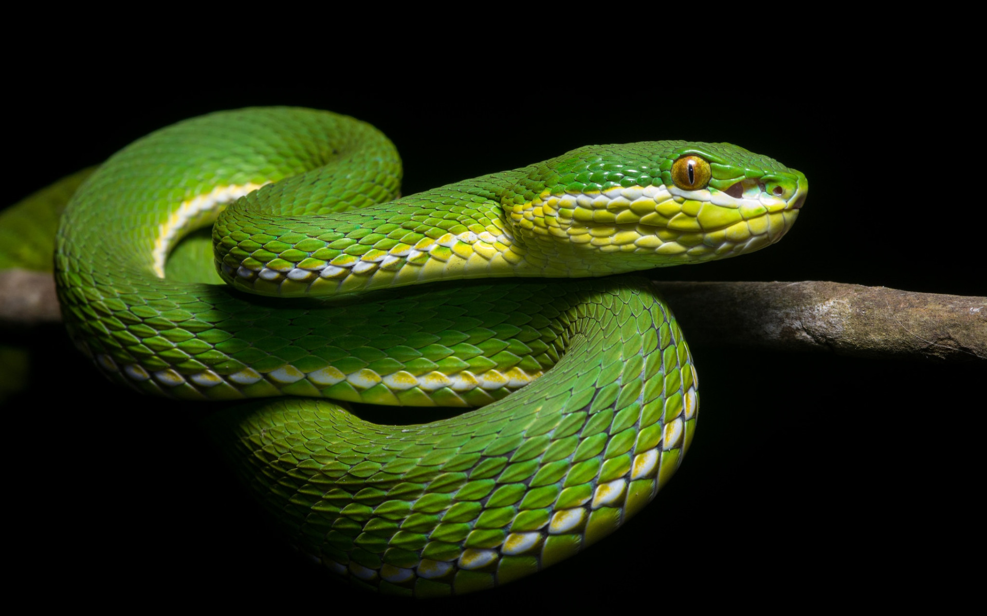 Snake 50. Зелёная мамба змея. Зеленый полоз змея. Змея Аспид зеленый. Змеи гадюка зеленая.