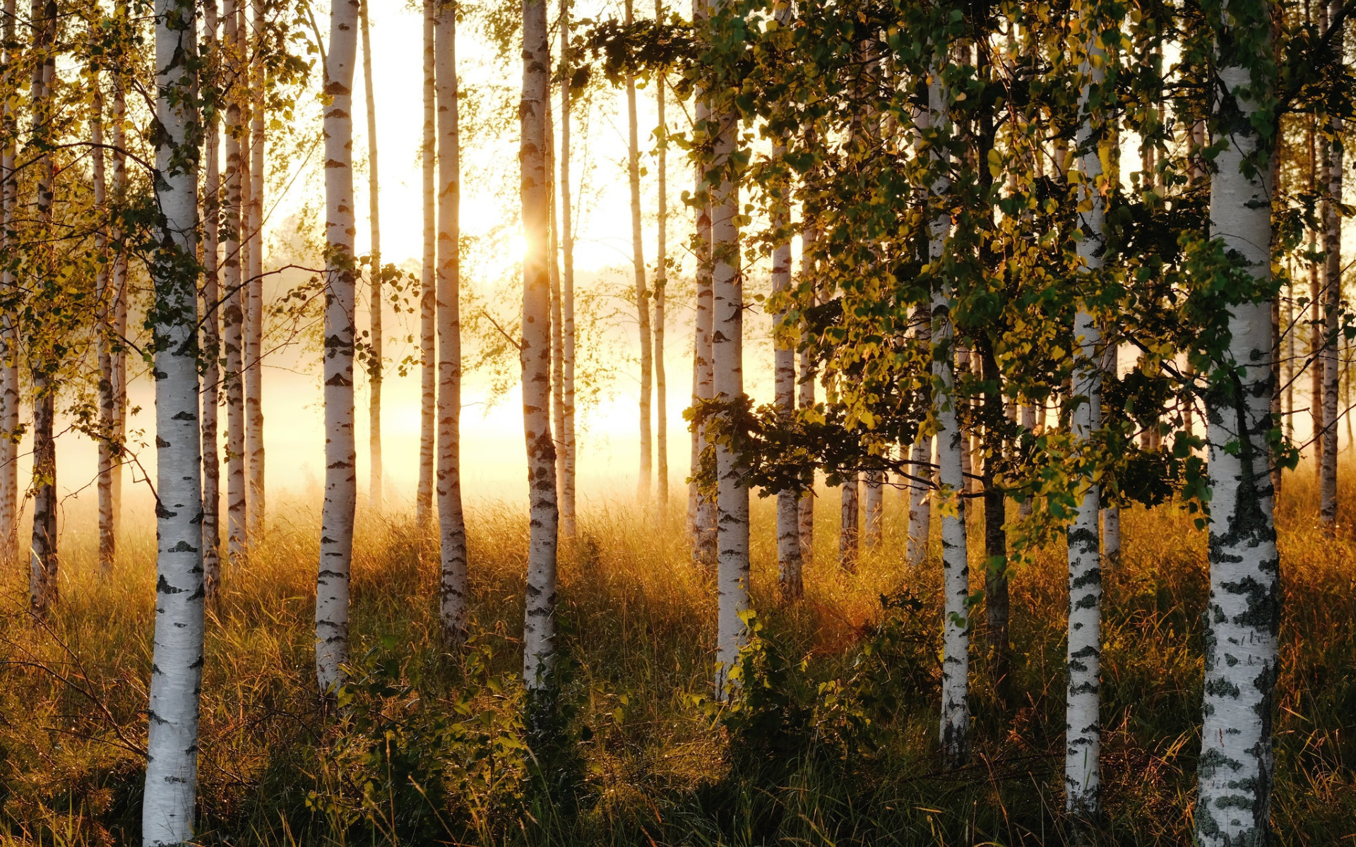 Birch forest. Березовая роща. Березовая роща Долгопрудный. Природа березы. Березы роща.