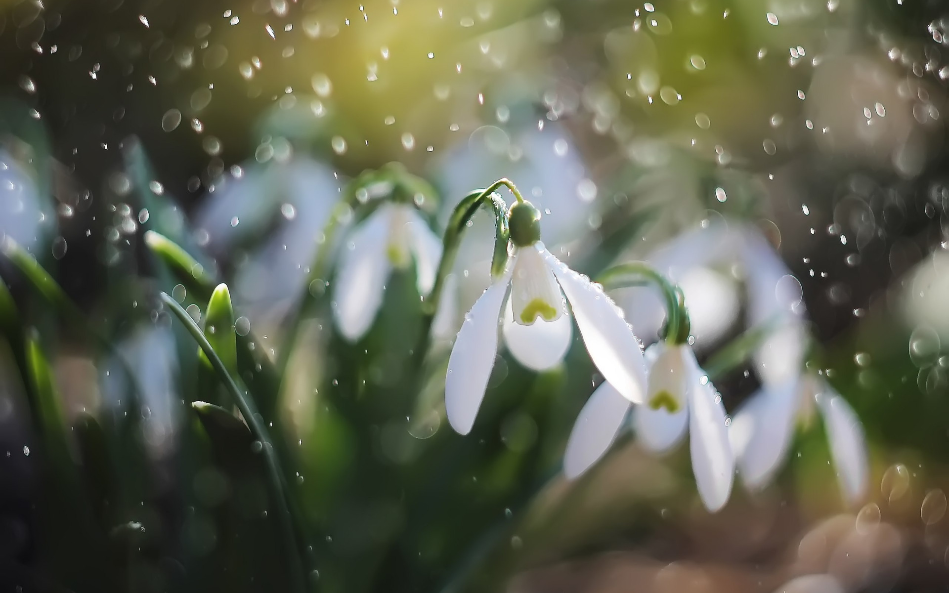 Spring with Rain