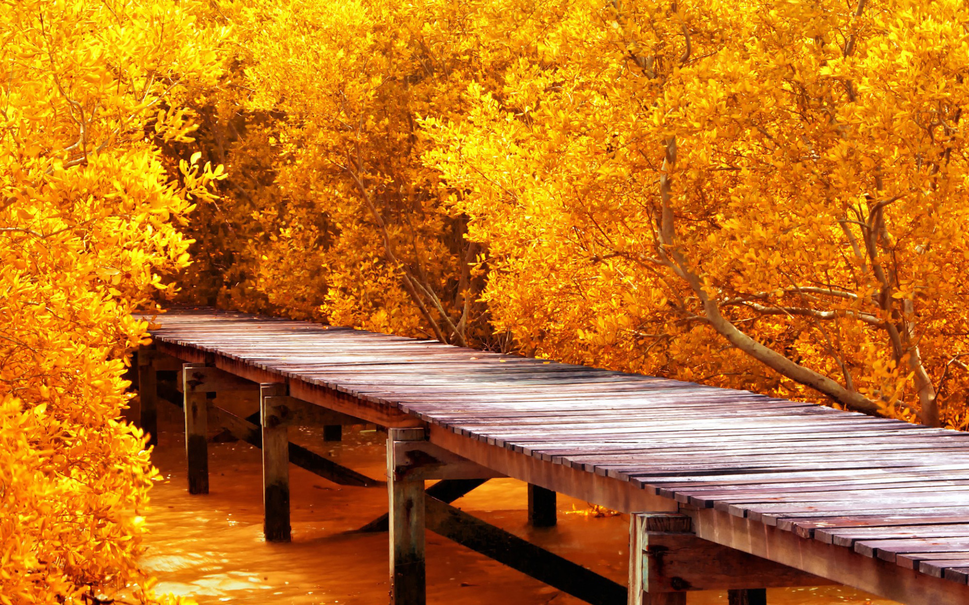 картинки золотая осень на рабочий стол