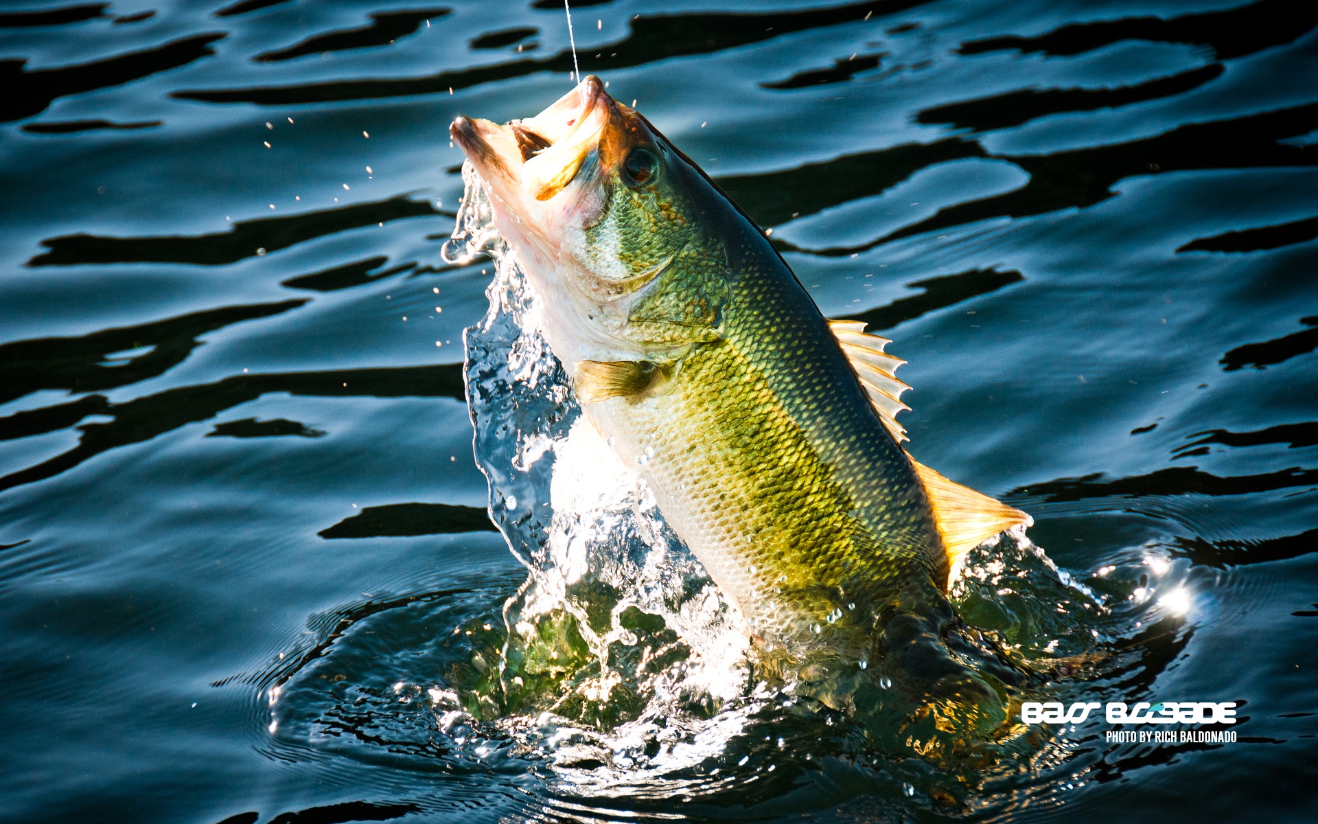 Wallpaper water, fishing, fish, bass, fishing line for mobile and