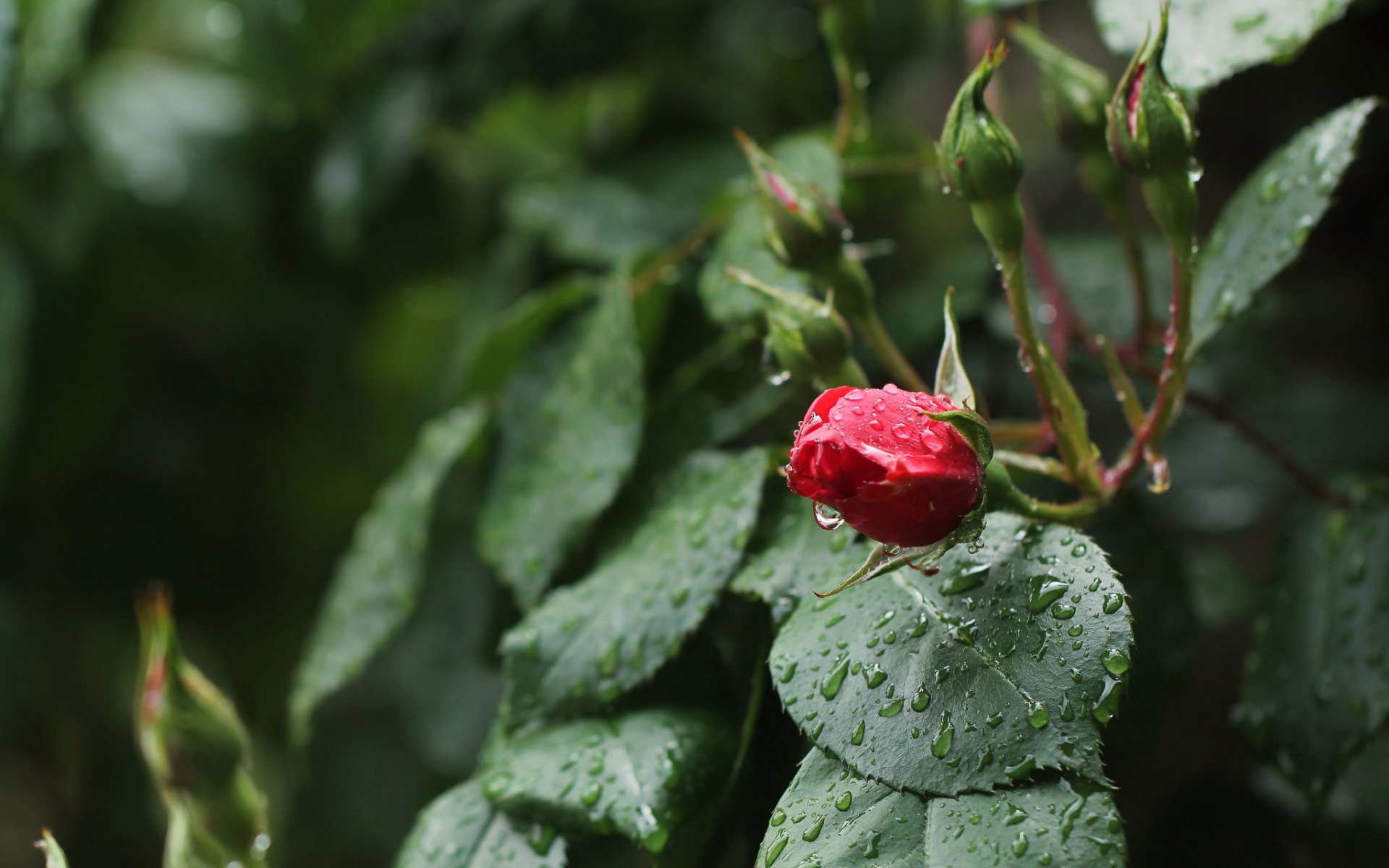 Красные бутоны главные герои. Бутон розы. Бутон красной розы. Розы под дождем. Куст розы с нераскрывающимися бутонами.