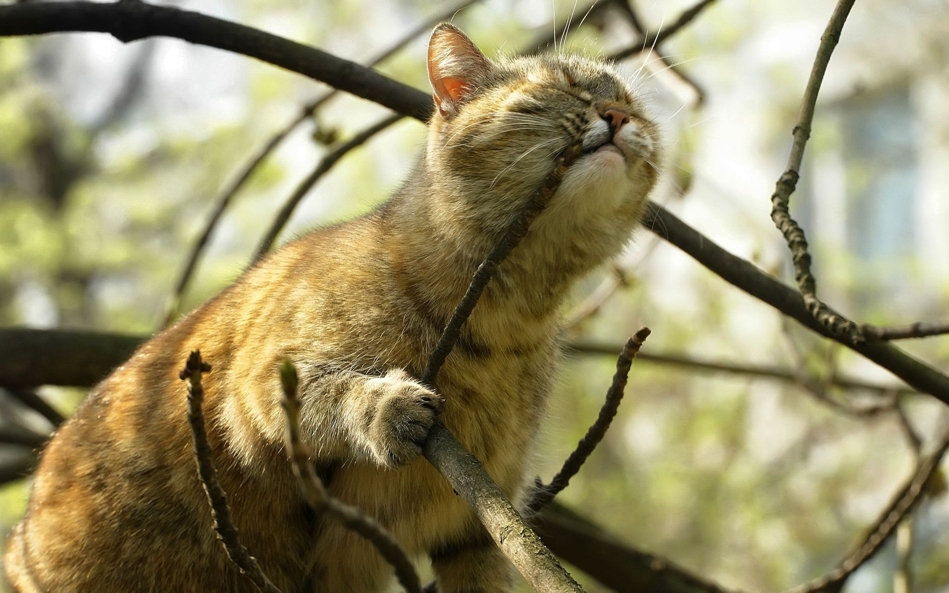 Кото поля. Весна животные. Весенний кот. Кот на ветке. Животные весной.