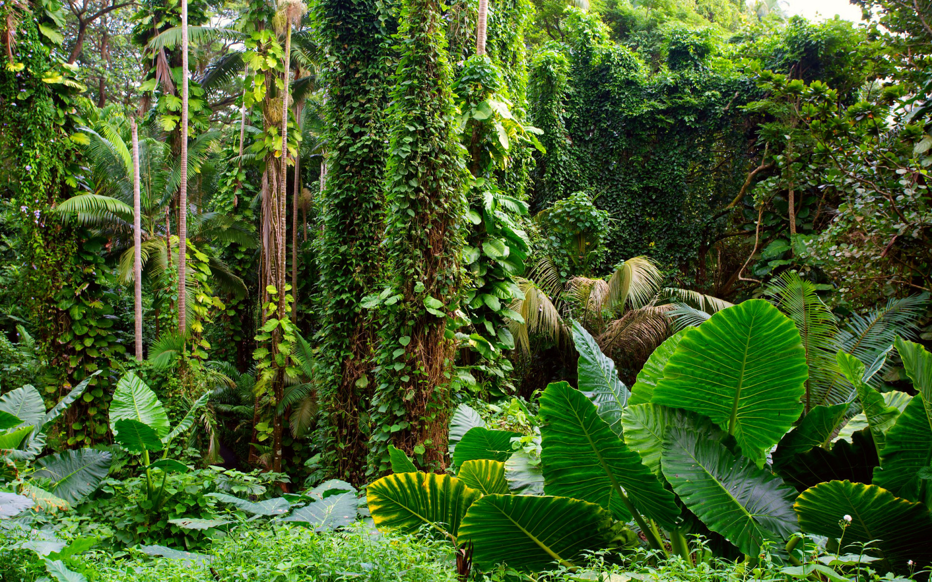 Jungle nature. Лиановидные папоротники. Лиана дерево в джунглях. Тропический Ботанический сад Гавайи (. Тропический лес растения лианы.