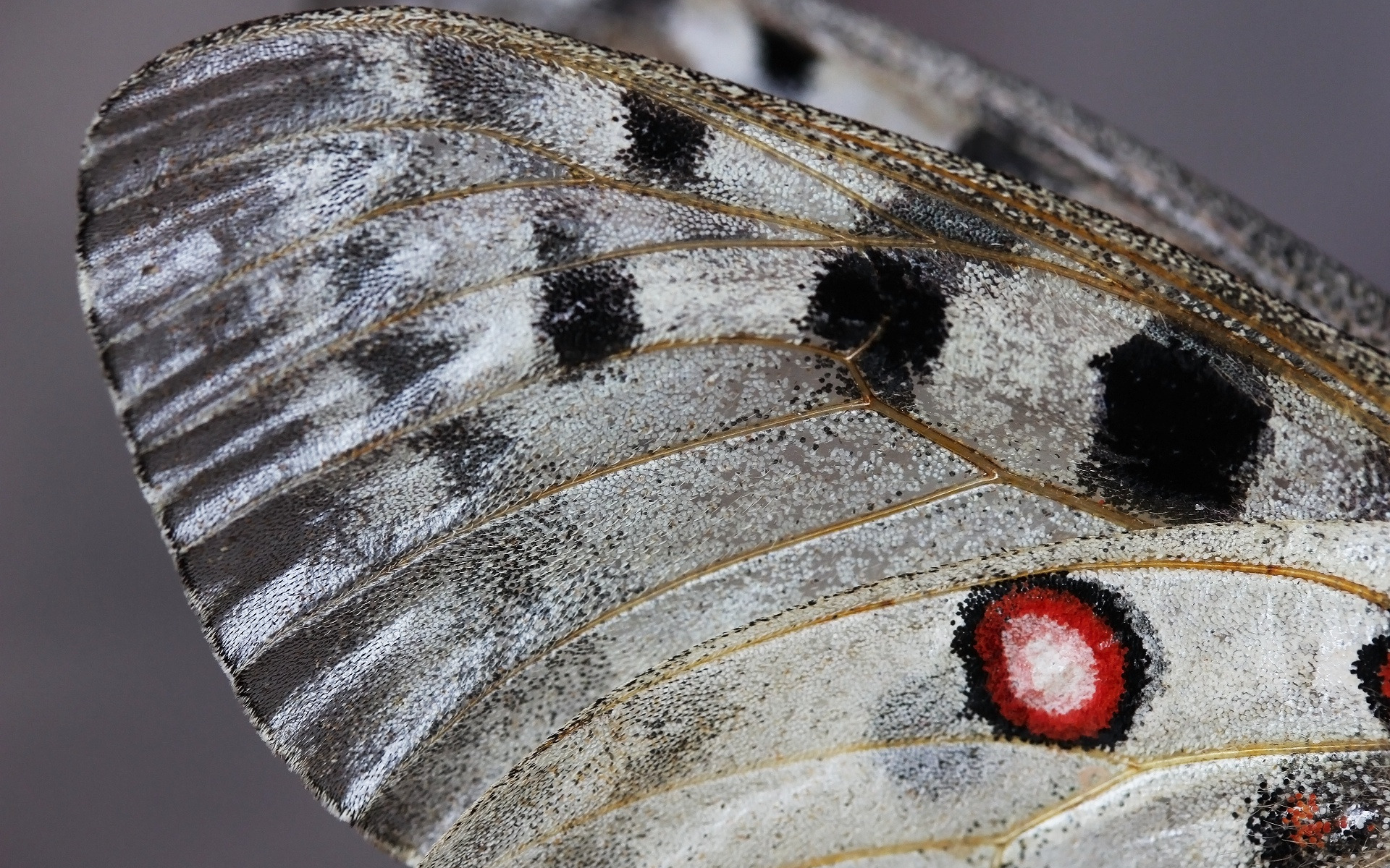 Пыльца крылья. Крыло бабочки макро. Крыло бабочки Макросъемка. Чешуйки на крыльях бабочек. Бабочка Макросъемка.