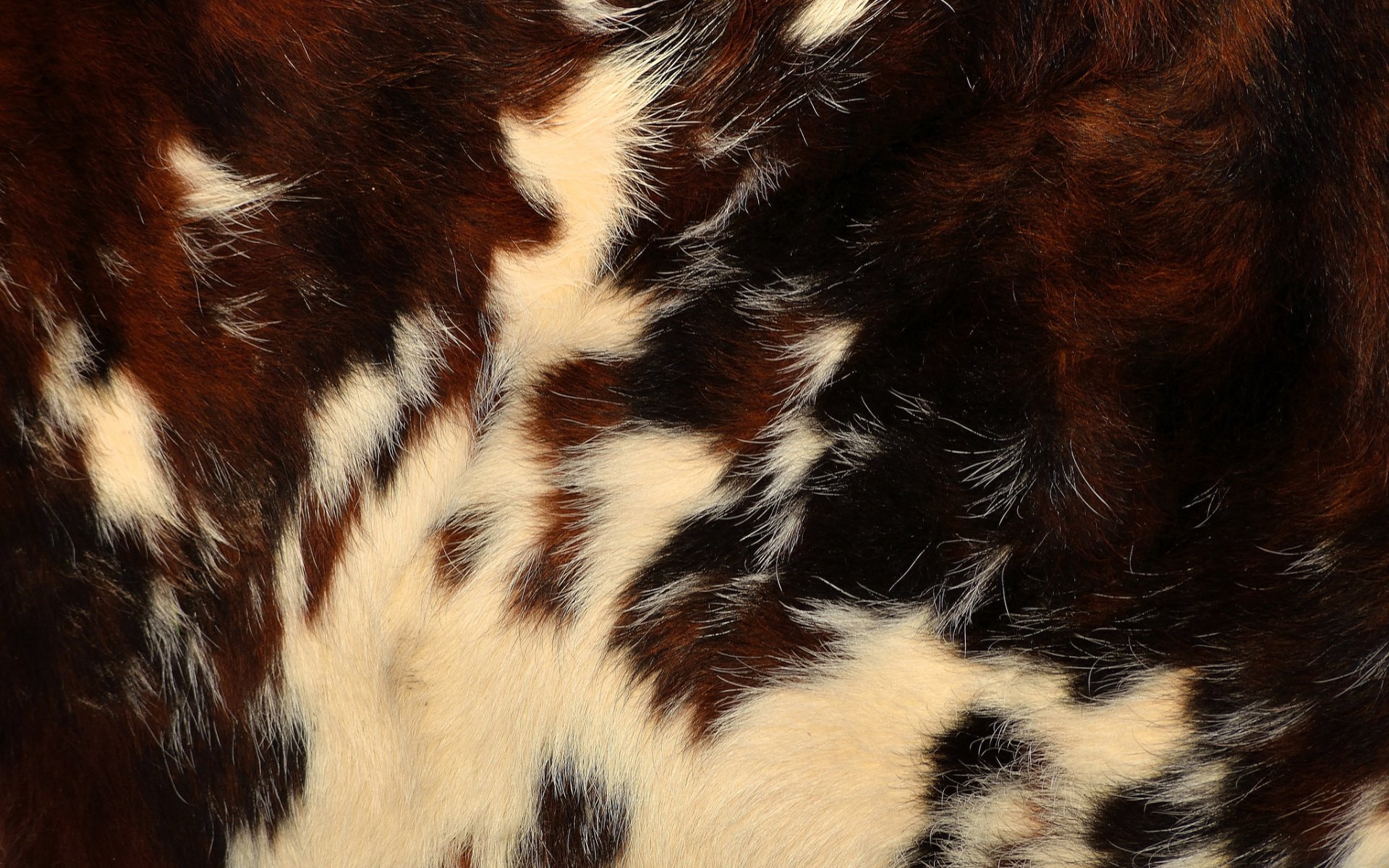 Download wallpaper texture, wool, skin, fur, section textures in ...