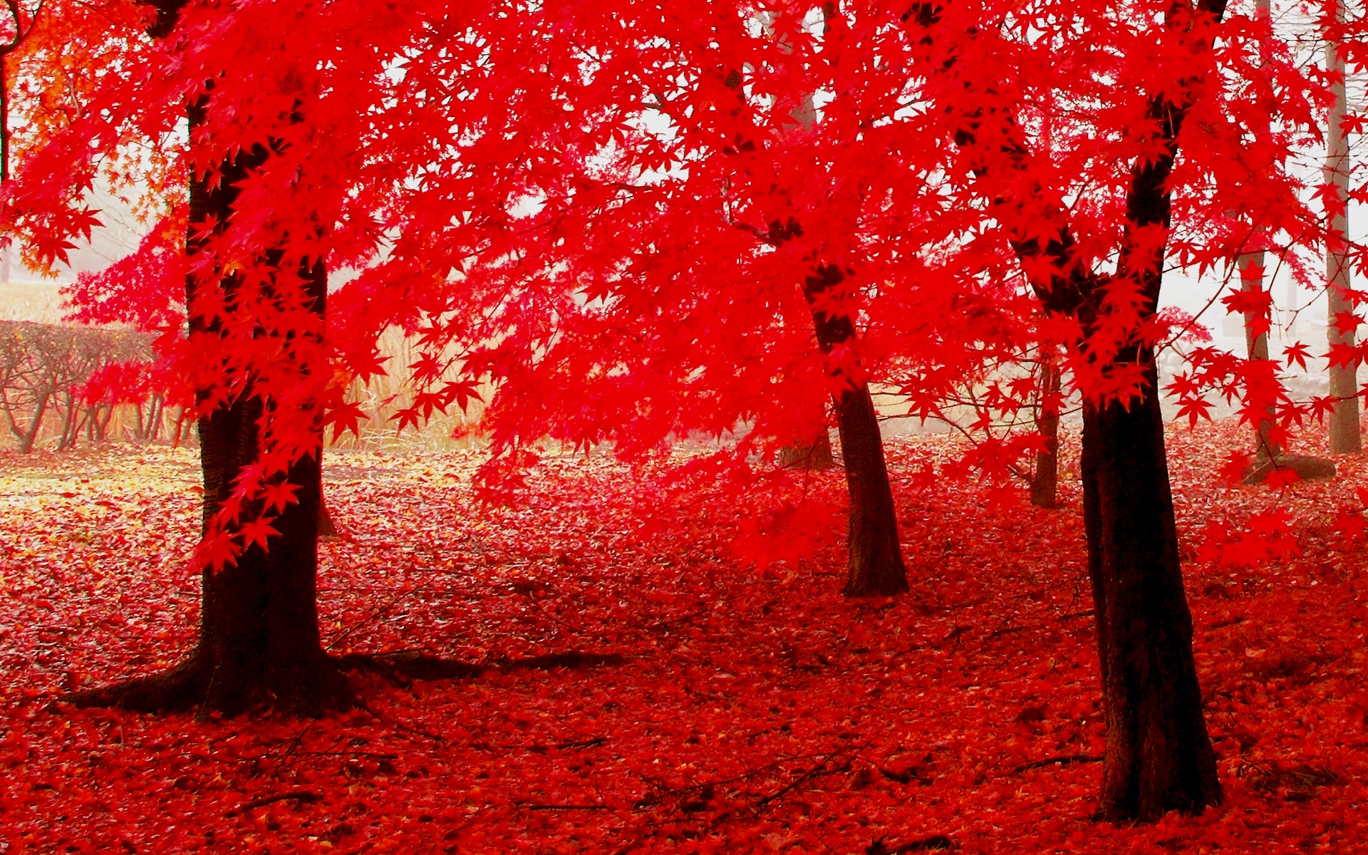 Величественными багряными. Багряный клен дерево. Красная осень. Красное дерево. Красный лес.