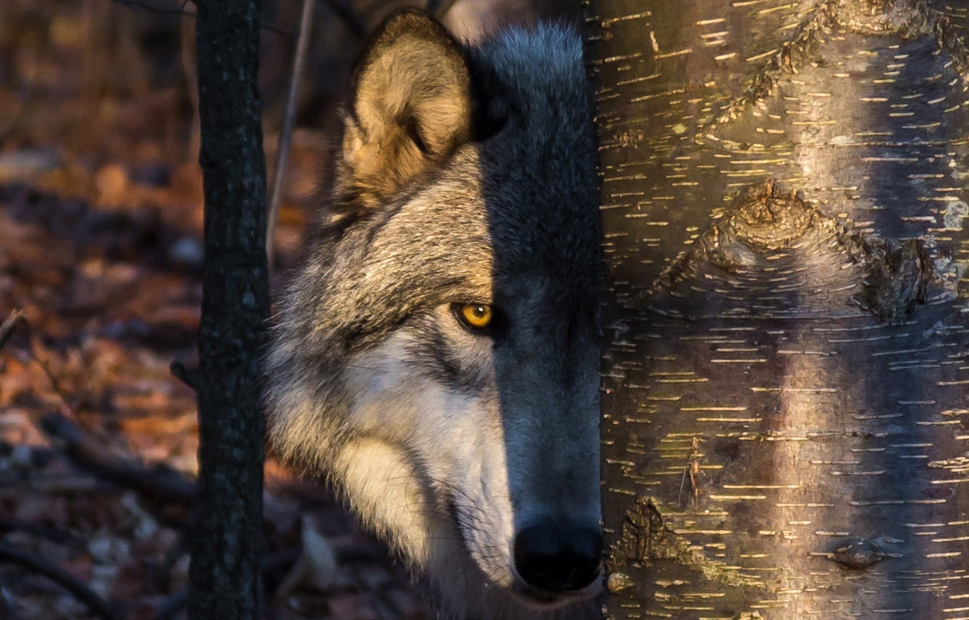 Волк наблюдает. Волк. Красивый волк. Волк в лесу. Изображение волка.