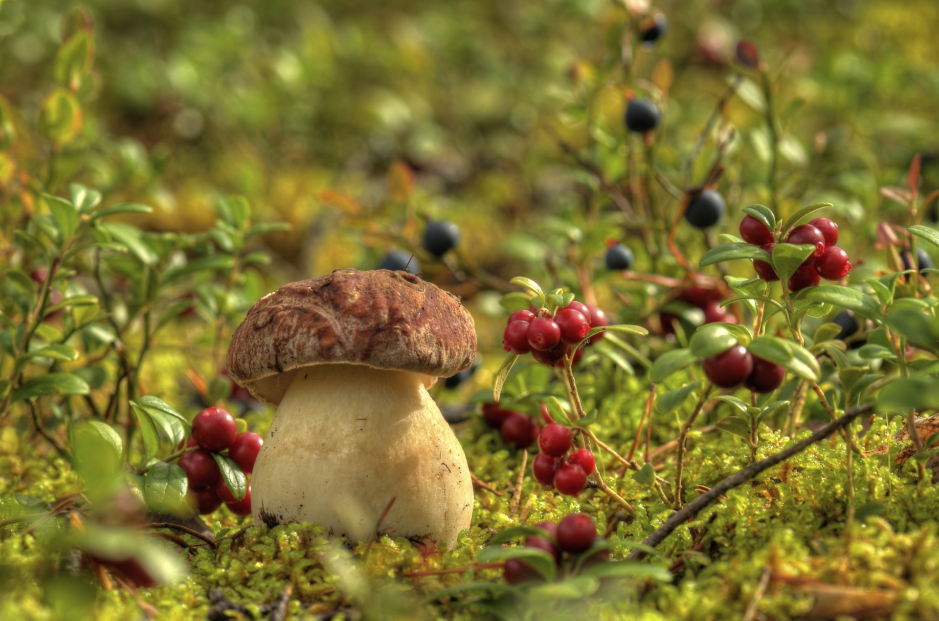 Мир природы грибы. Лесные грибы боровики. Осень грибы. Ягоды в лесу. Осенние ягоды в лесу.