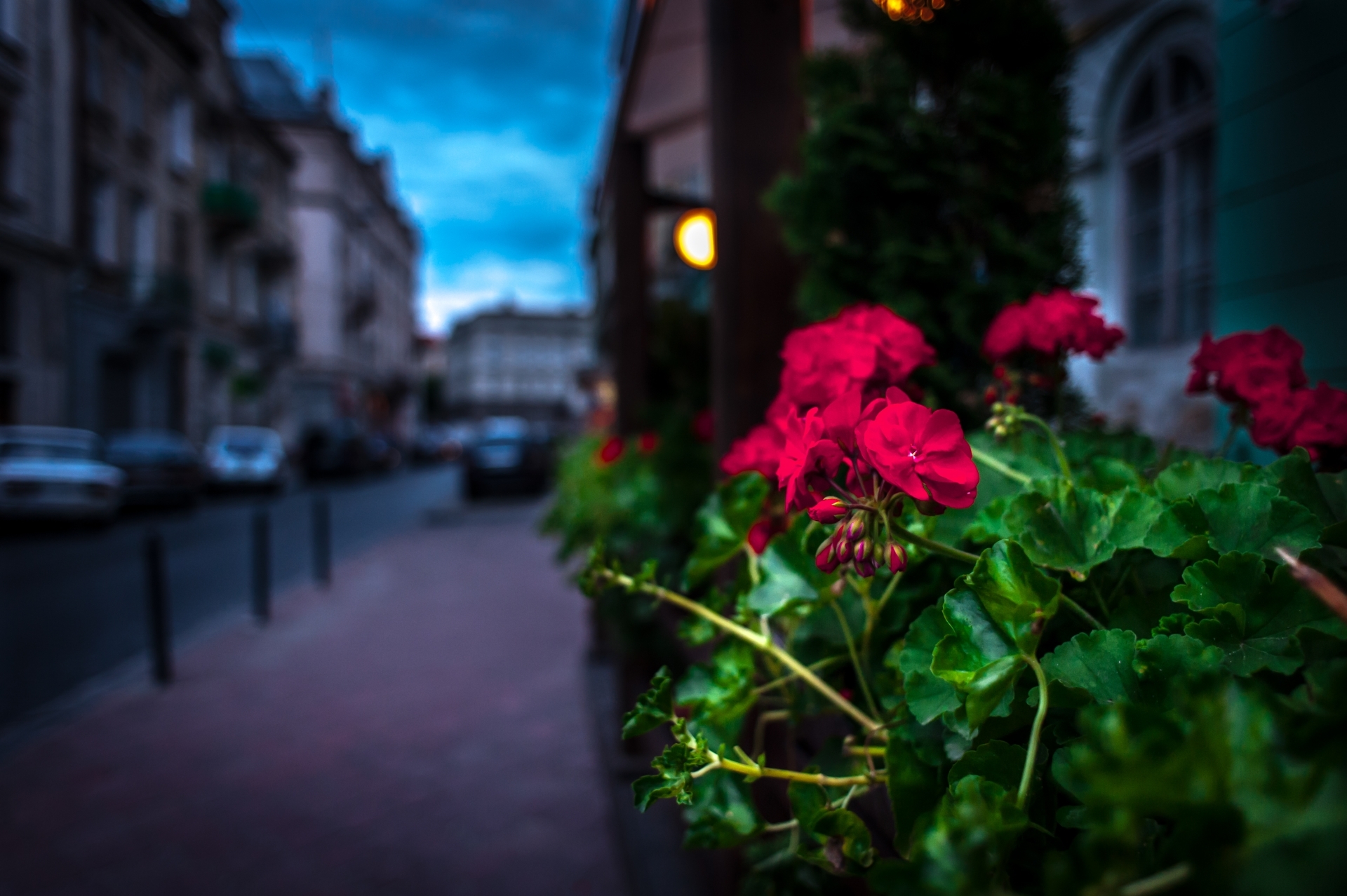 Street of flowers. Цветы на улицах города. Вечерняя улица. Цветы на улице ночью. Вечерние цветы.