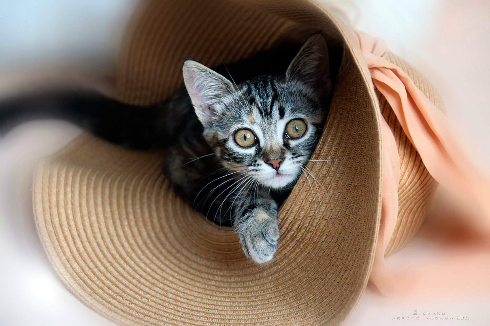 Обои шляпа. Кот в шляпе. Котик в шляпе. Кошка в шляпке. Милые котики в шляпках.
