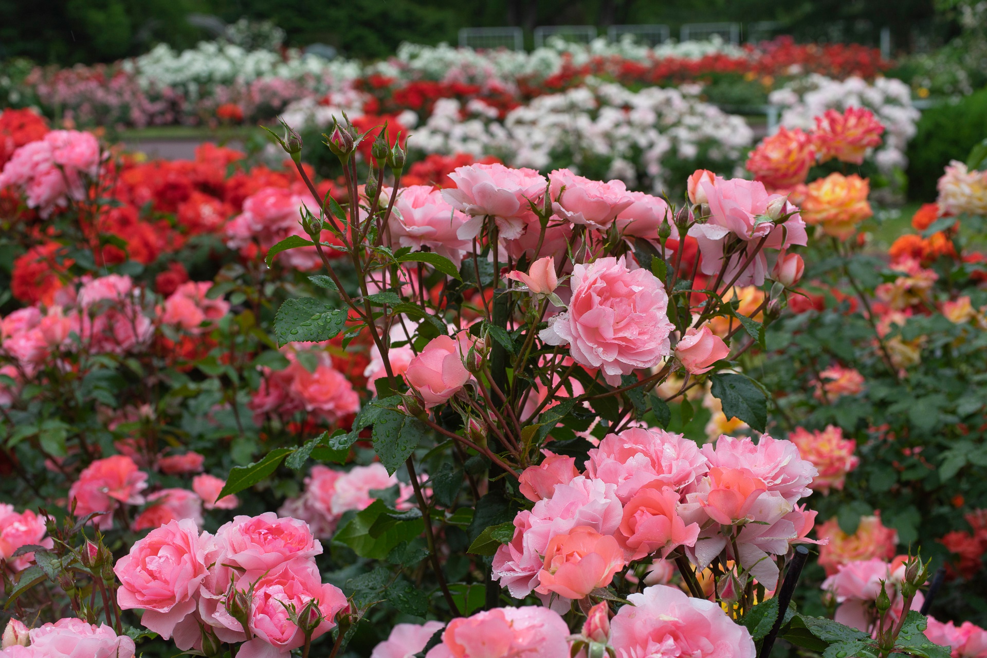Розы красивые кусты роз. Куст розы Мелроуз.