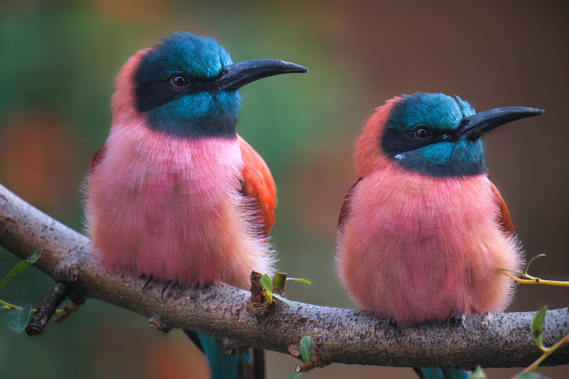 Виды красивых птиц. Пуэрториканский изумрудный Колибри. Синеголовая танагра. Яркие птицы. Самые красивые птицы.