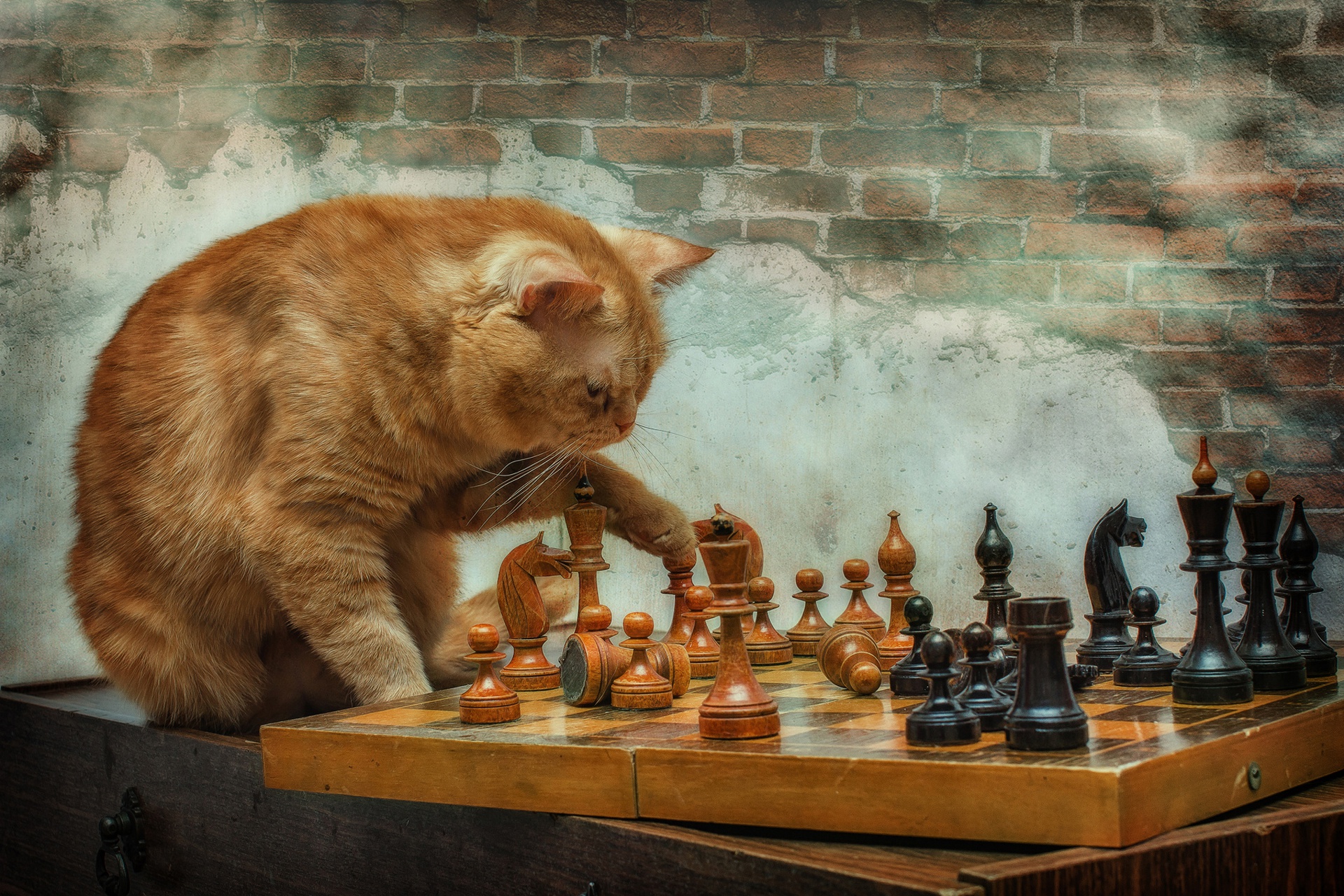 Download wallpaper the game, chess, Kote, red cat, grandmaster, section cats  in resolution 1920x1280