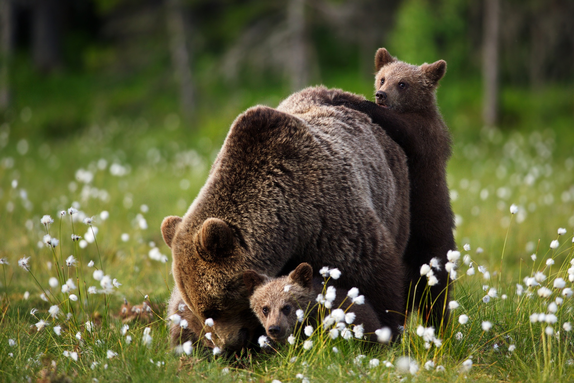 К чему снится медведь бурый большой женщине. Медведь Медвежонок медвежата Медведица. Медведица с медвежатами. Медведица с медвежатами весной. Медведь с медвежонком.
