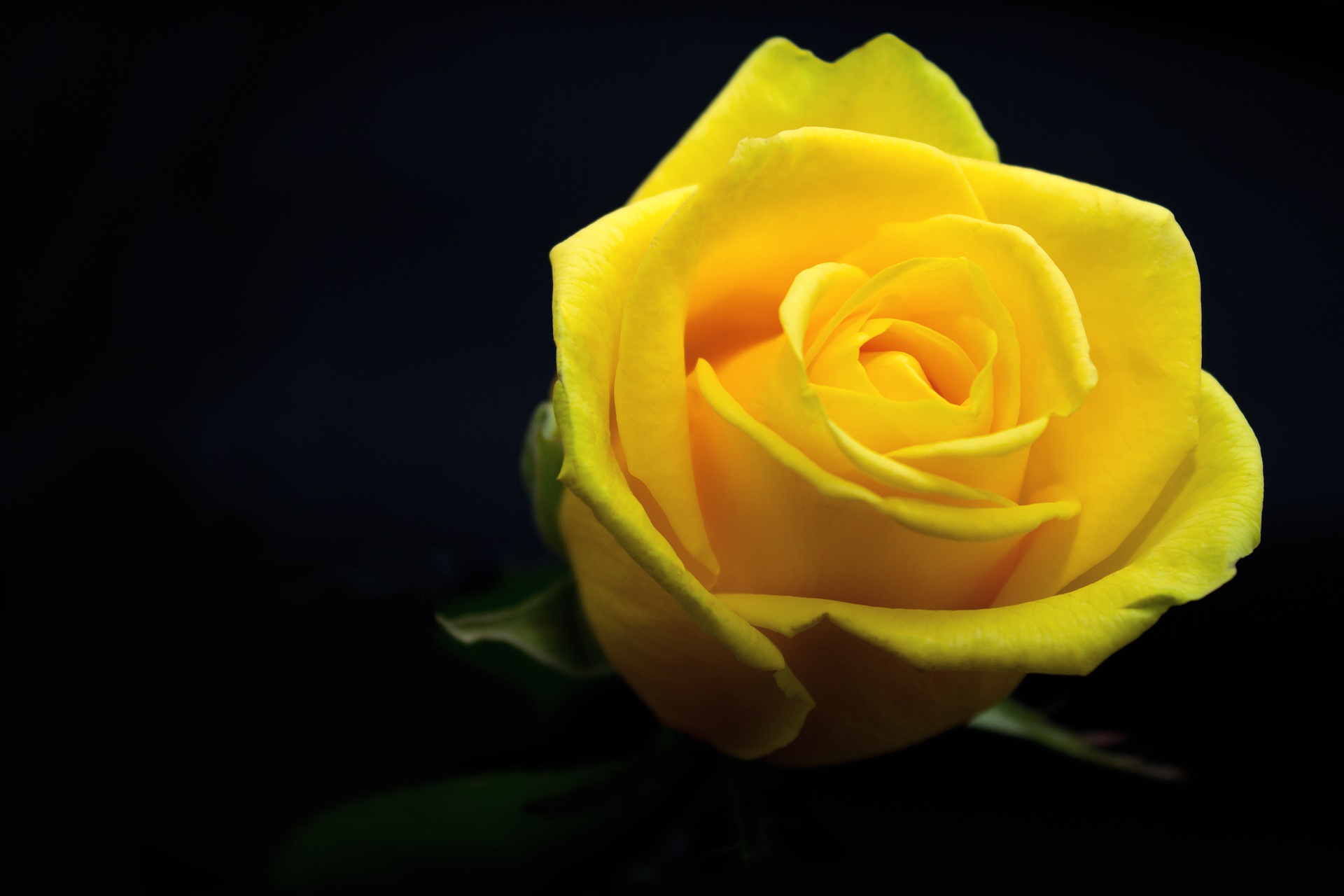 Желтые розочки. Желтые розы. Красивые желтые розы. Маленькие желтые розы.