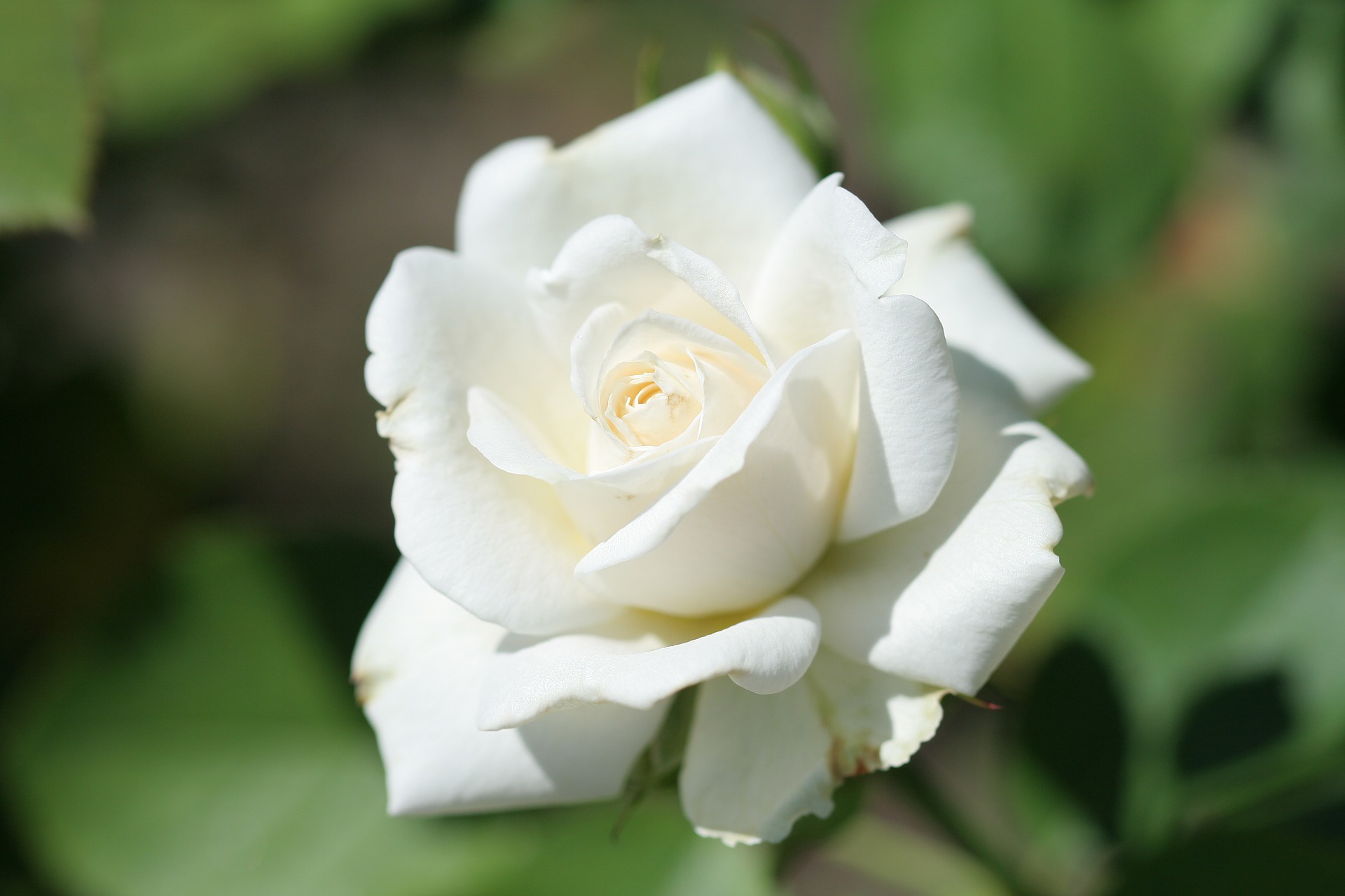 Белый вид. Роза ла Палома. Роза Нейчерз Уайт. Роза Вайт Роуз. Blanche Colombe роза.