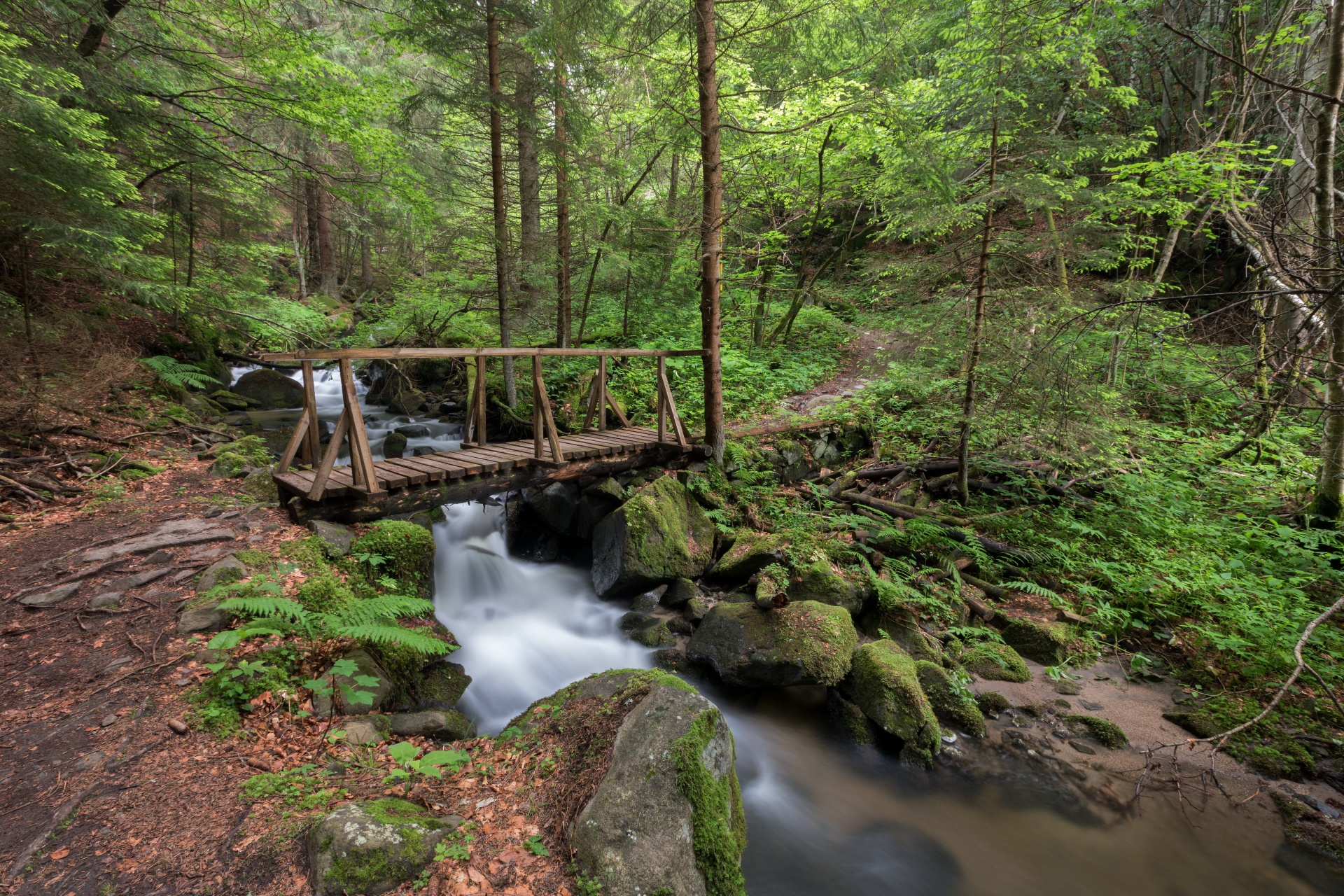 лесной мост