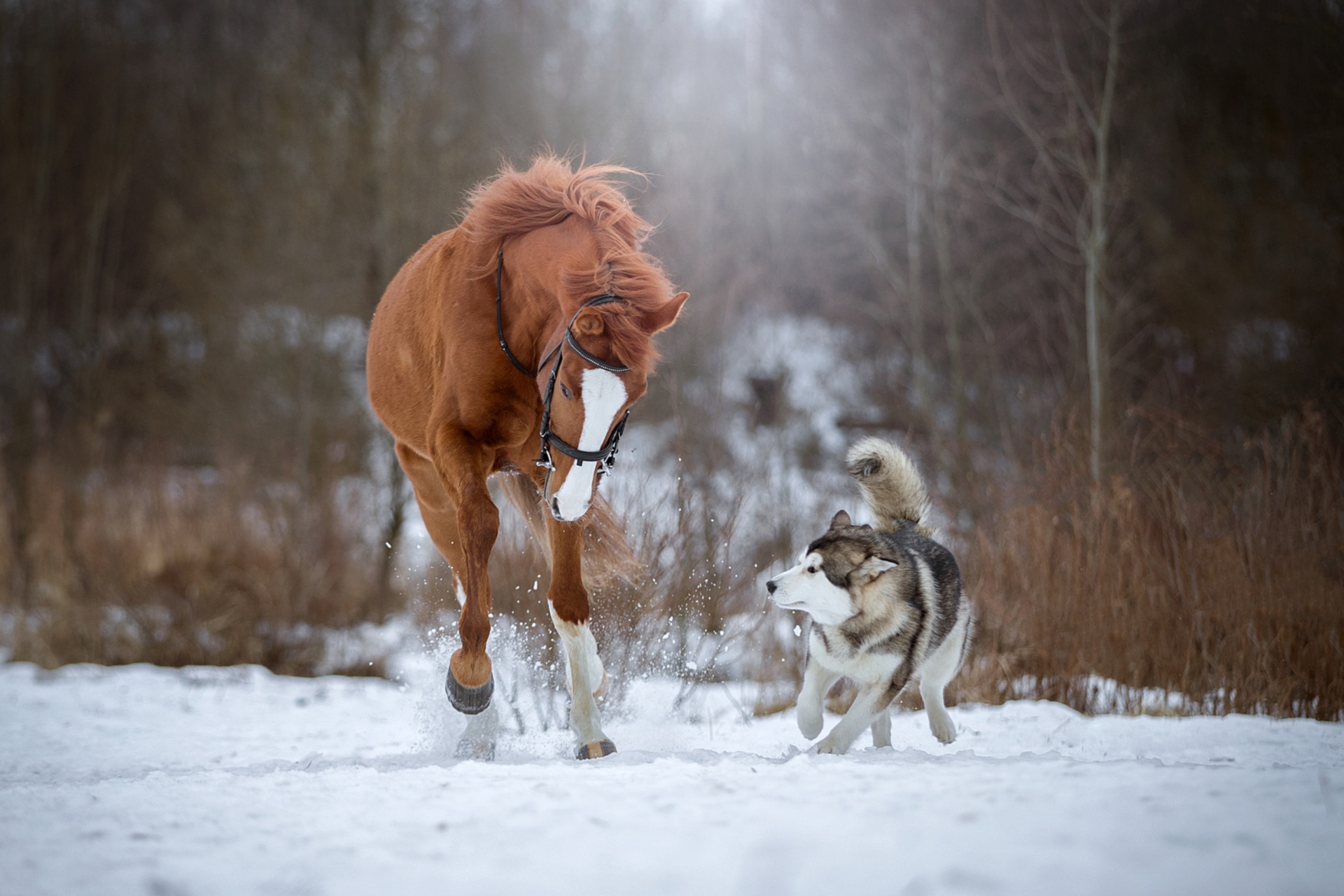 Год собаки лошадь. Лошадь и собака. Собака конь. Лошади в снегу. Лошади зимой.