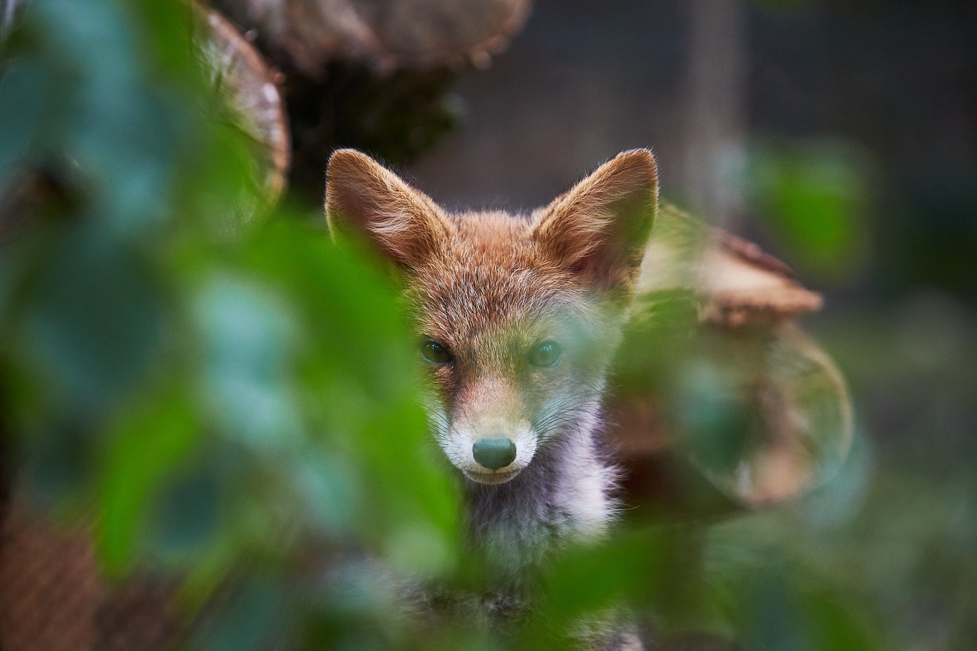 Fox look. Лиса обои. Лиса смотрит в камеру. Лиса в цветах. Лиса обои 1920 1080.