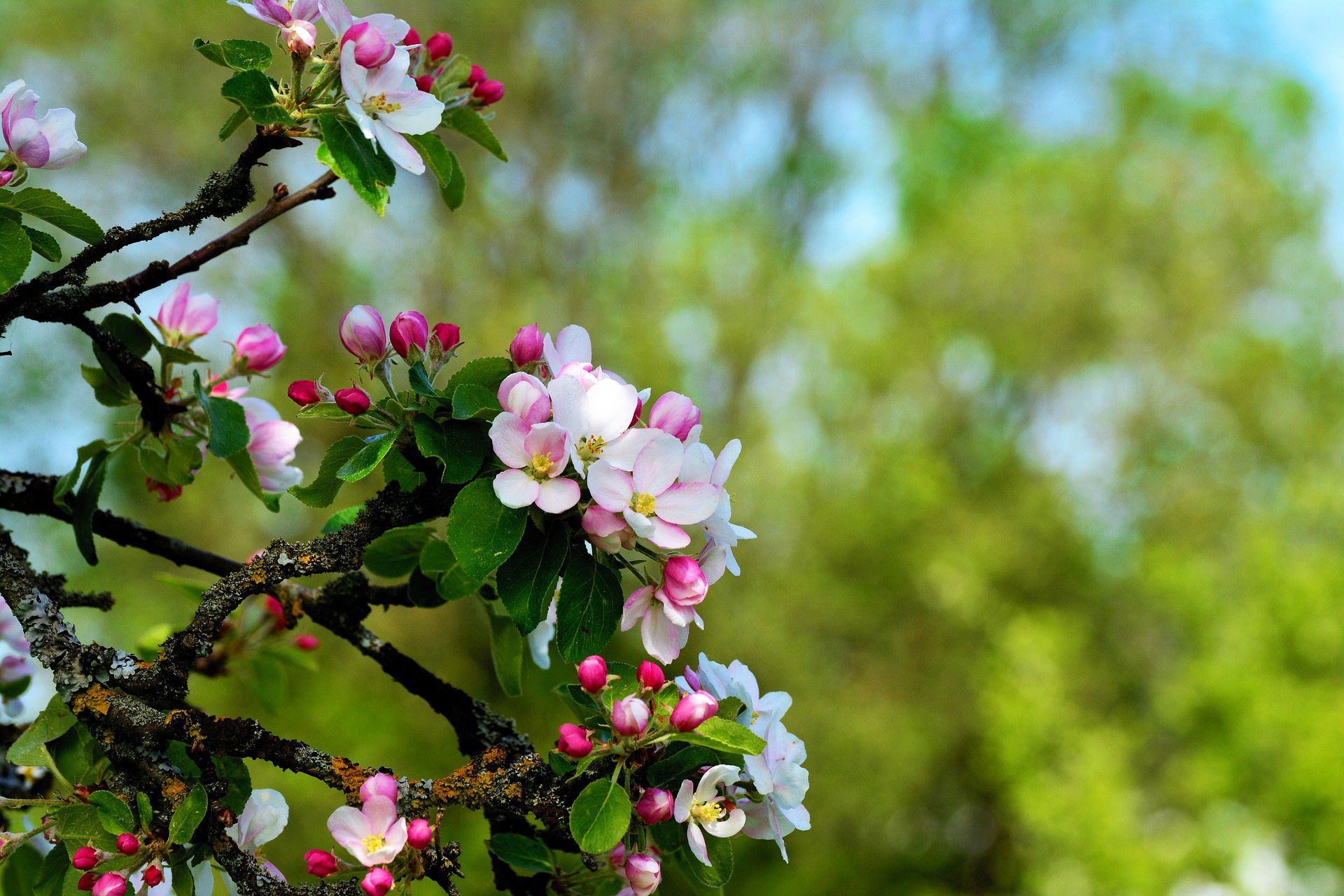 Яблони цветут весной