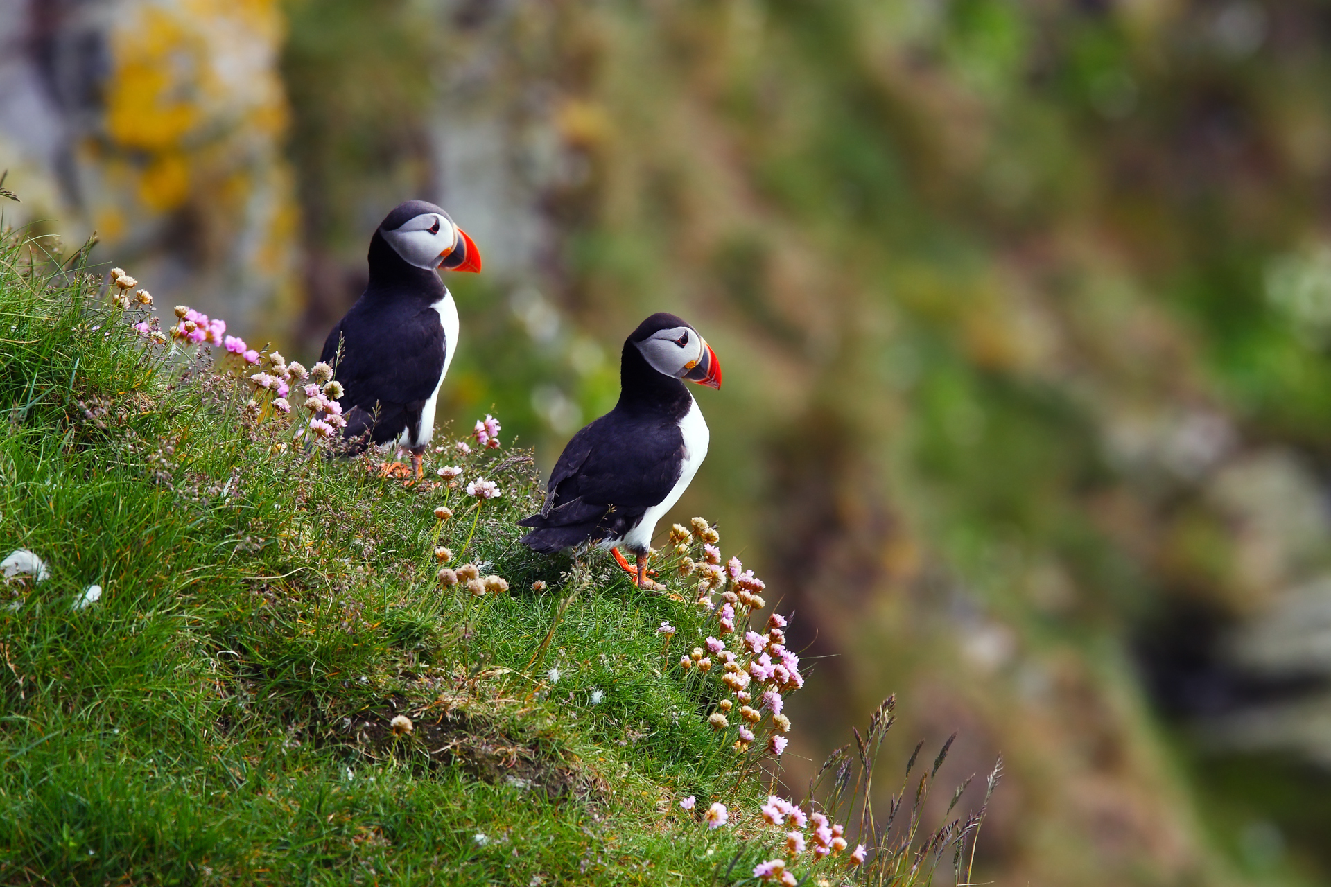 Premium Photo | Black and White Puffin Bird HD 8K wallpaper background  Stock Photographic Image