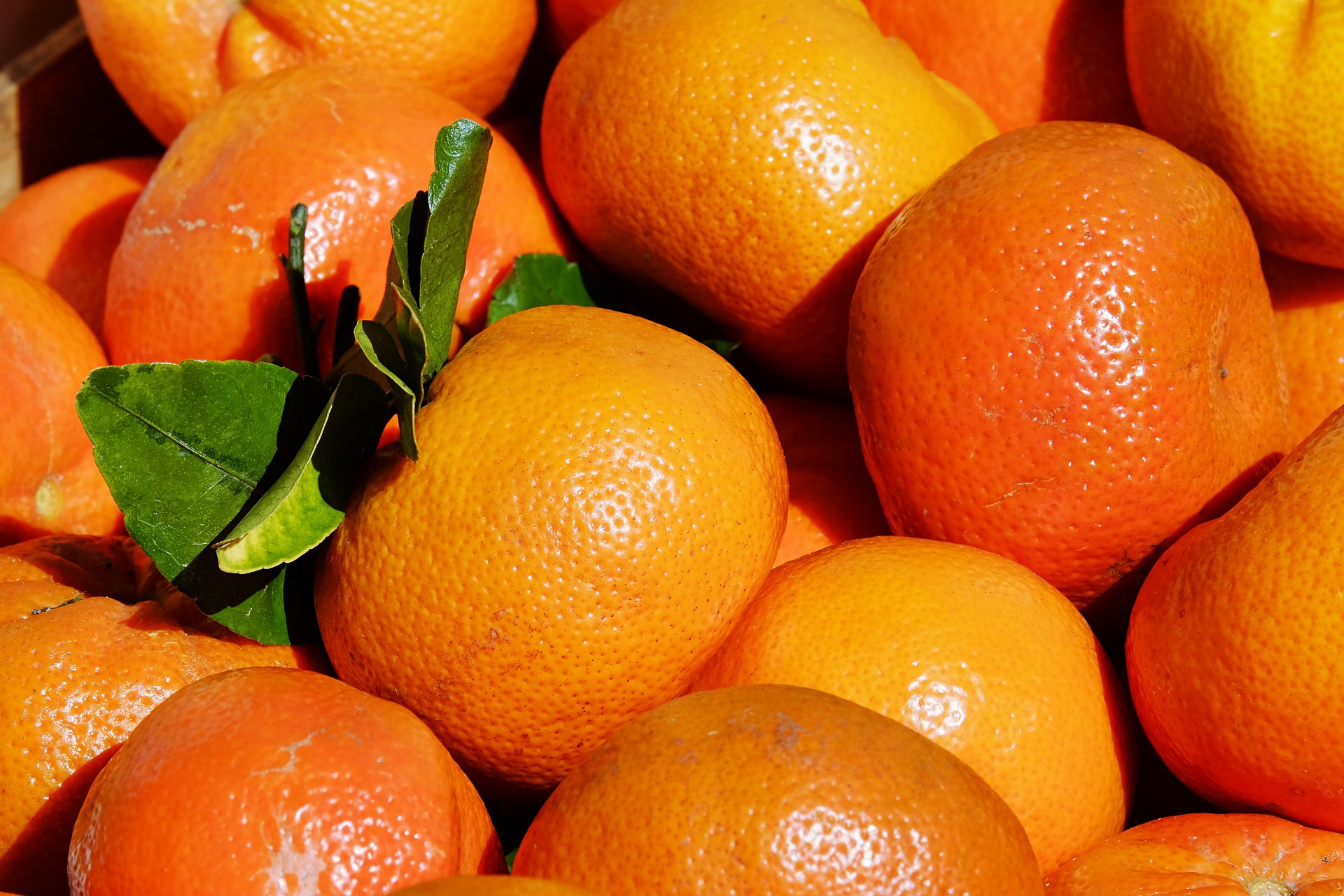 Citrus, Tangerines
