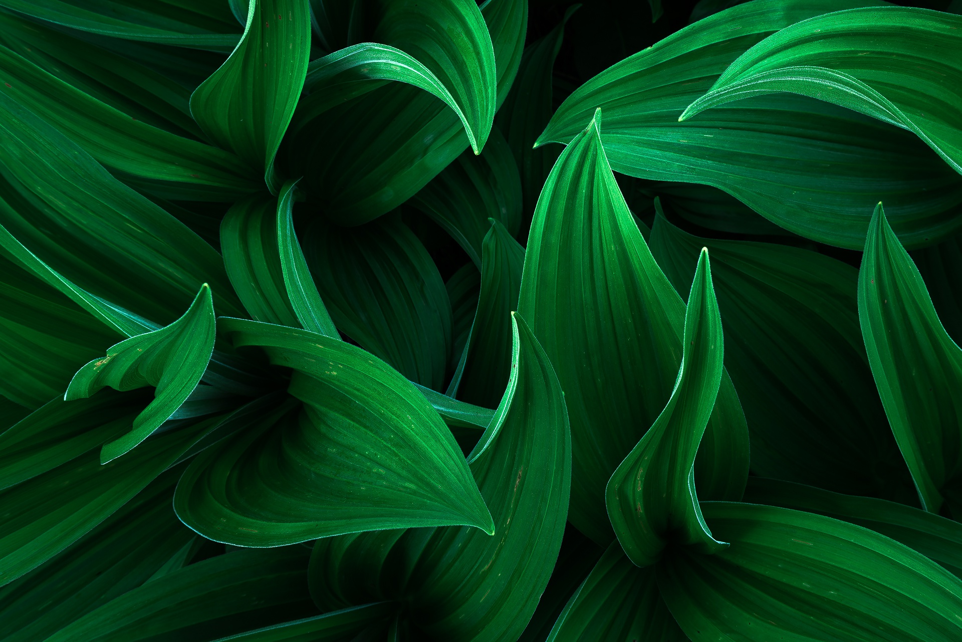 Зеленые картинки. Зеленый изумрудный малахитовый. Красивый зеленый цвет. Зеленый лист. Красивые зелёные картинки.