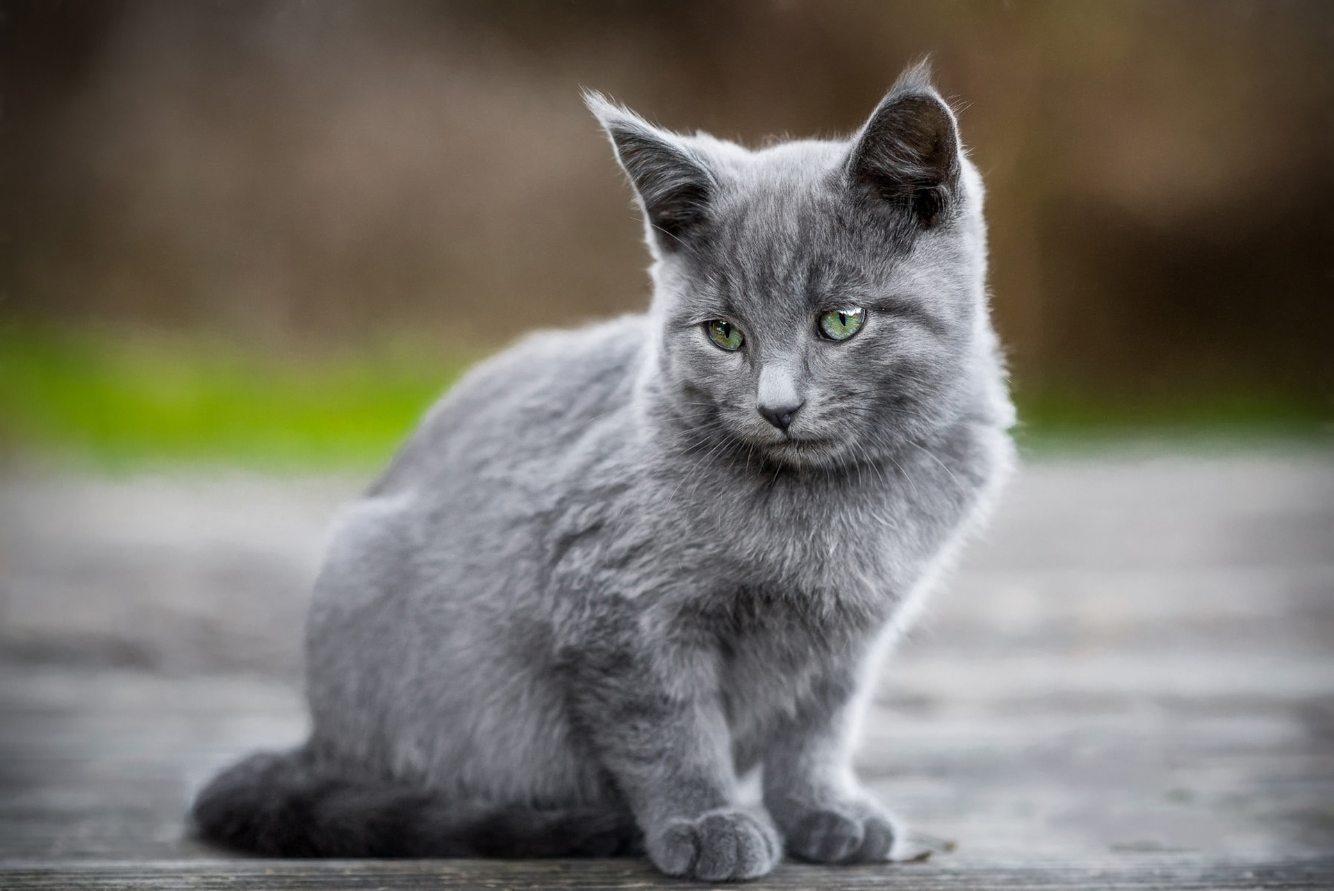 Картинки серых кошек. Картезианская кошка шартрез. Кот серый. Кошка серая. Дымчатый кот.