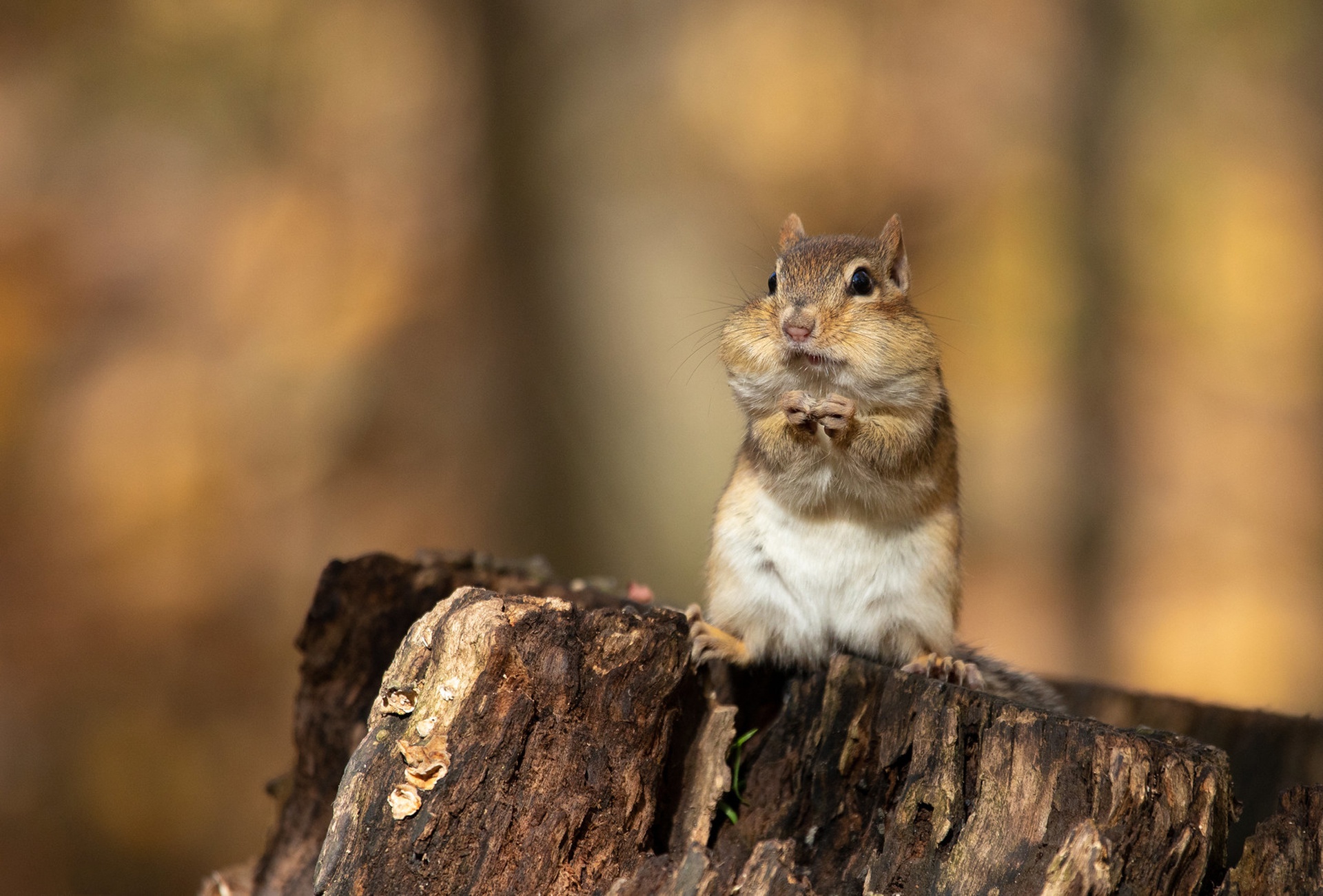 Chipmunk Twitch