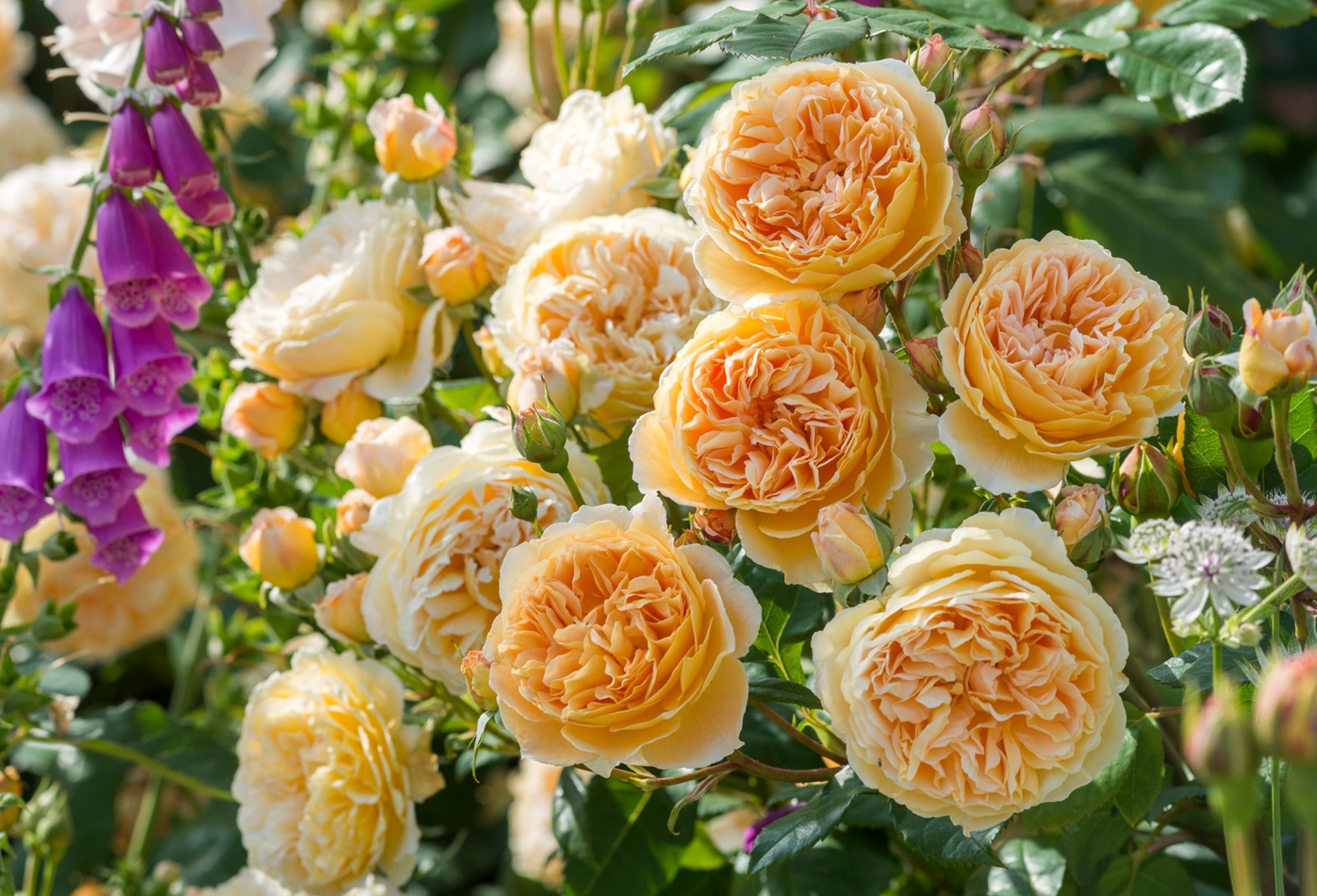 Желтые английские розы