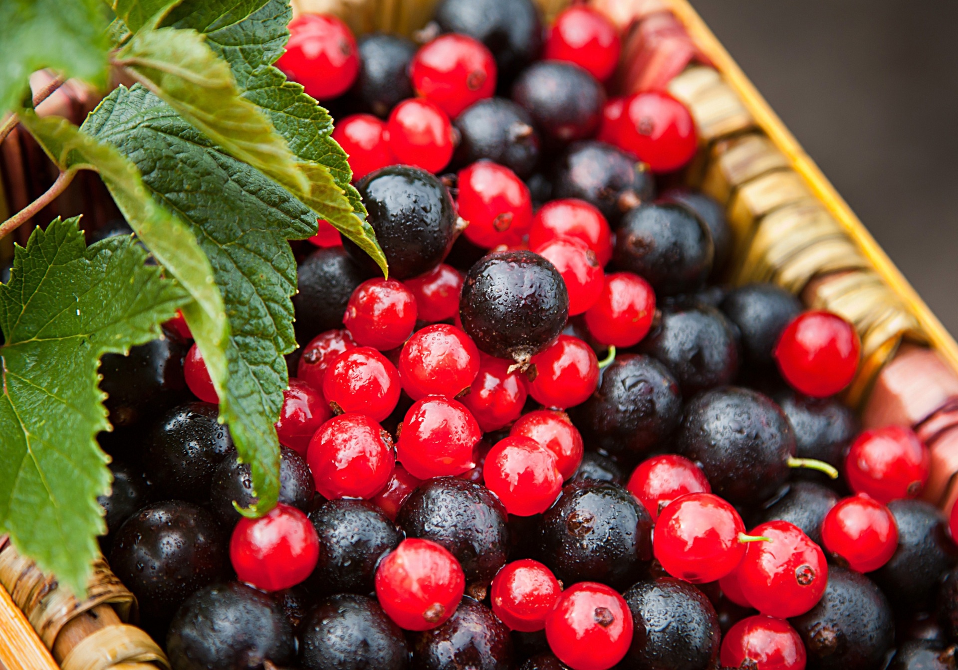 Парички ягоды фото Download wallpaper summer, berries, currants, red currant, black currant, sectio