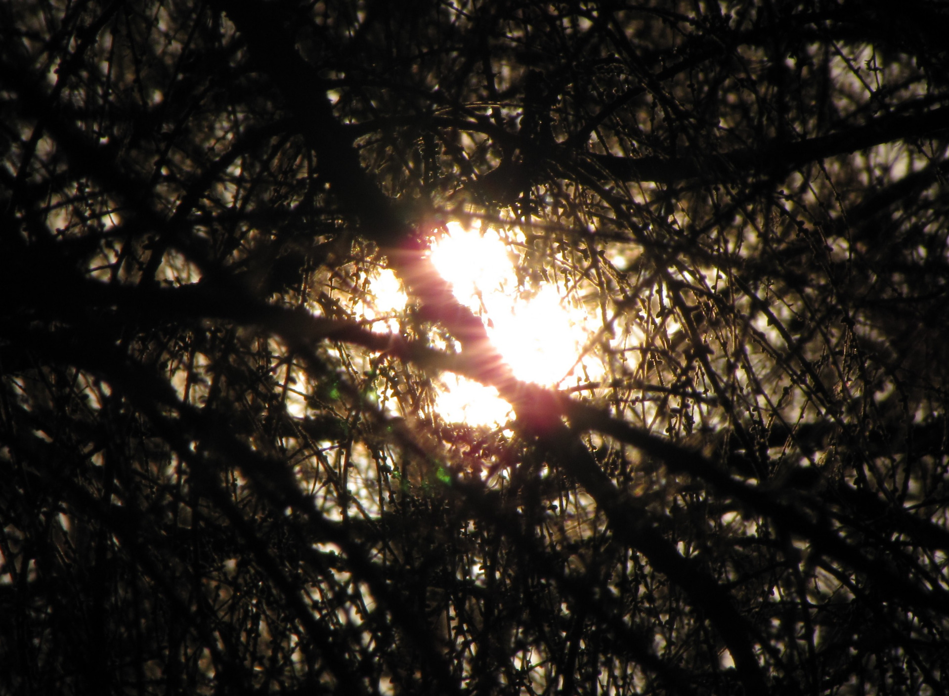 Sun hopes. Черное солнце лес. Солнце в the Forest. Картина лес солнечные лучи. Wallpaper надежды.