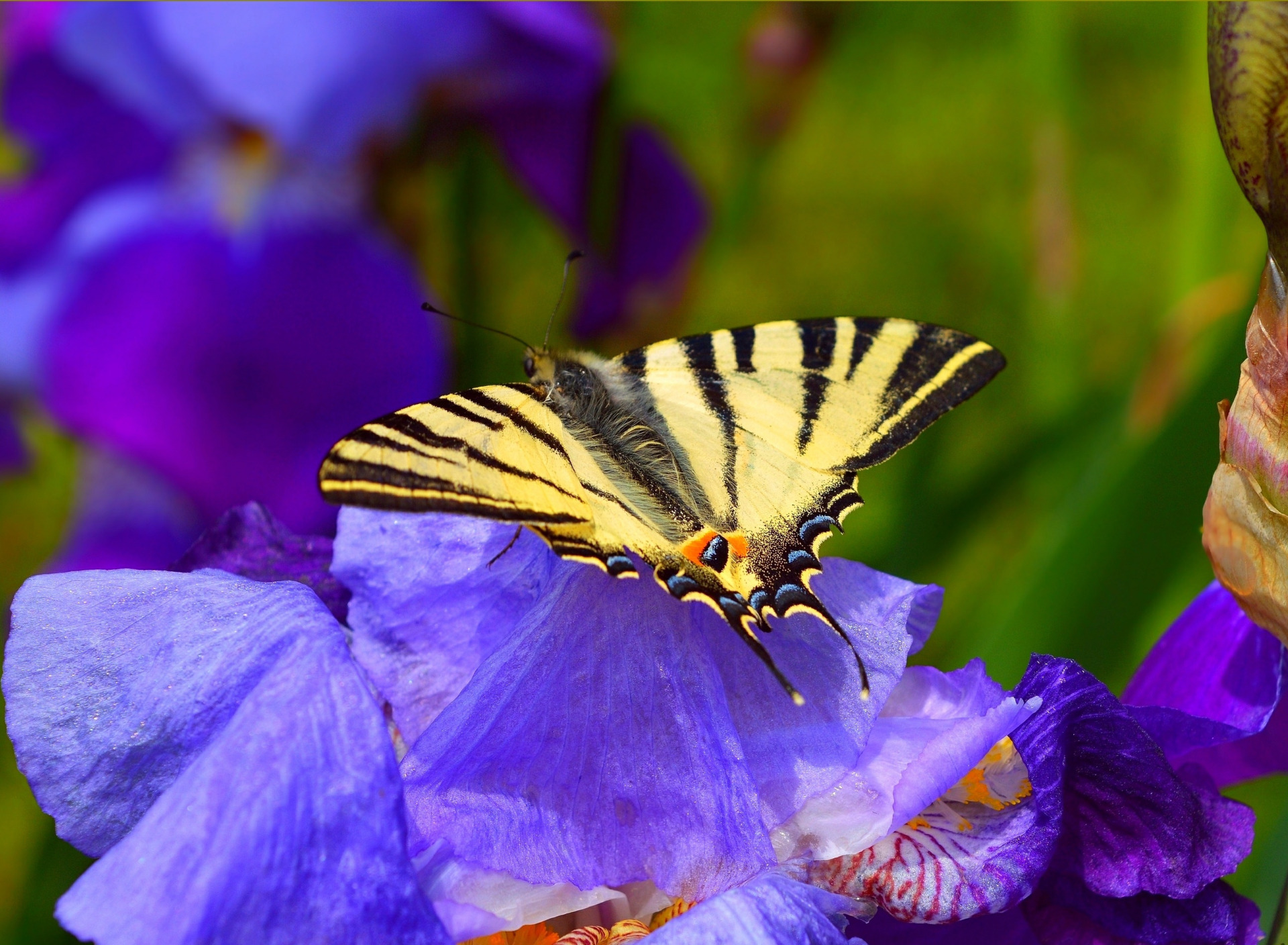Увидеть бабочку весной. Ирисы и бабочки. Бабочка на ирисе. Голубая бабочка на ирисах. Ирис мотылек.