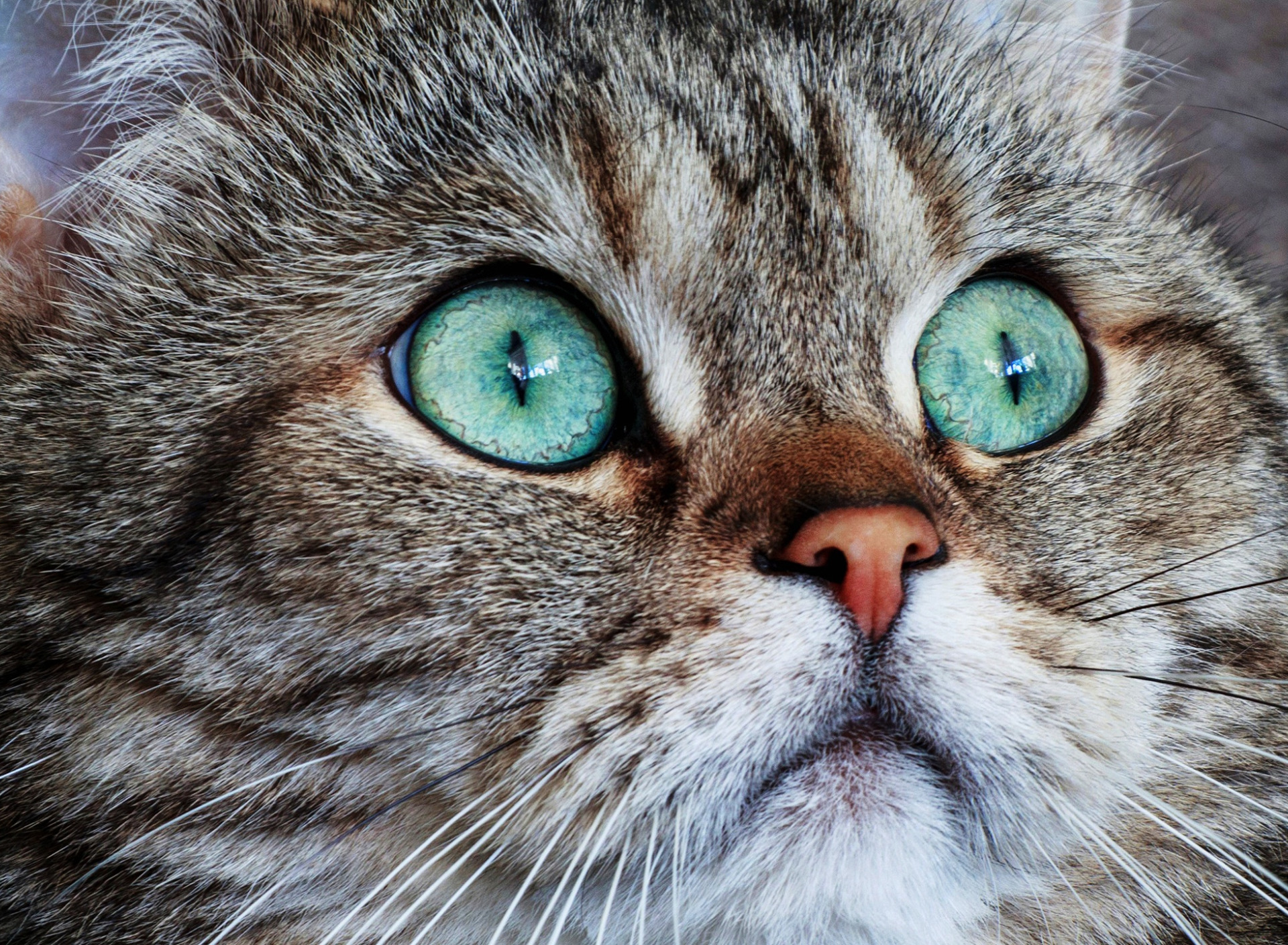 Крупно фото кошек. Кошка с зелеными глазами. Кошка с бирюзовыми глазами. Красивая морда кошки. Глаза кошки.