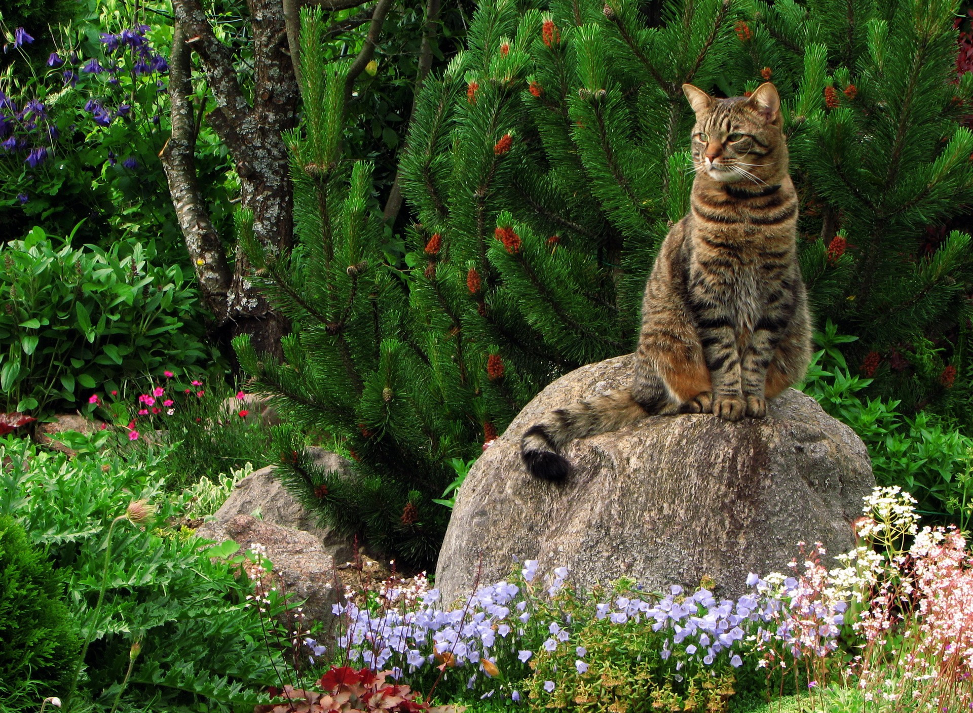 Cat plants. Кошка в саду. Кошка на природе. Кот в клумбе. Красивые кошки.